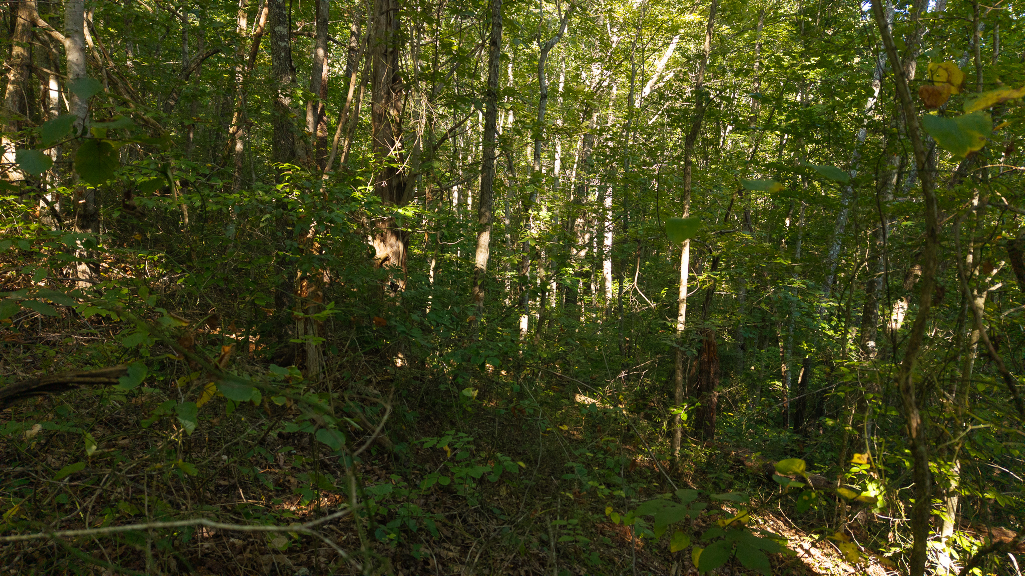 Appalachian Wilderness for Sale at Auction Hancock County TN