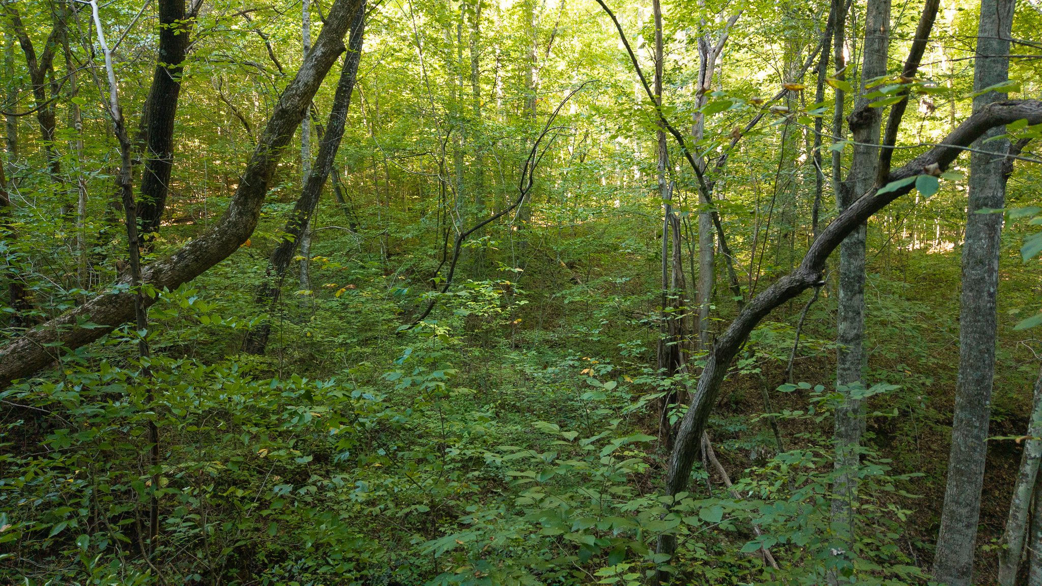 Appalachian Wilderness for Sale at Auction Hancock County TN