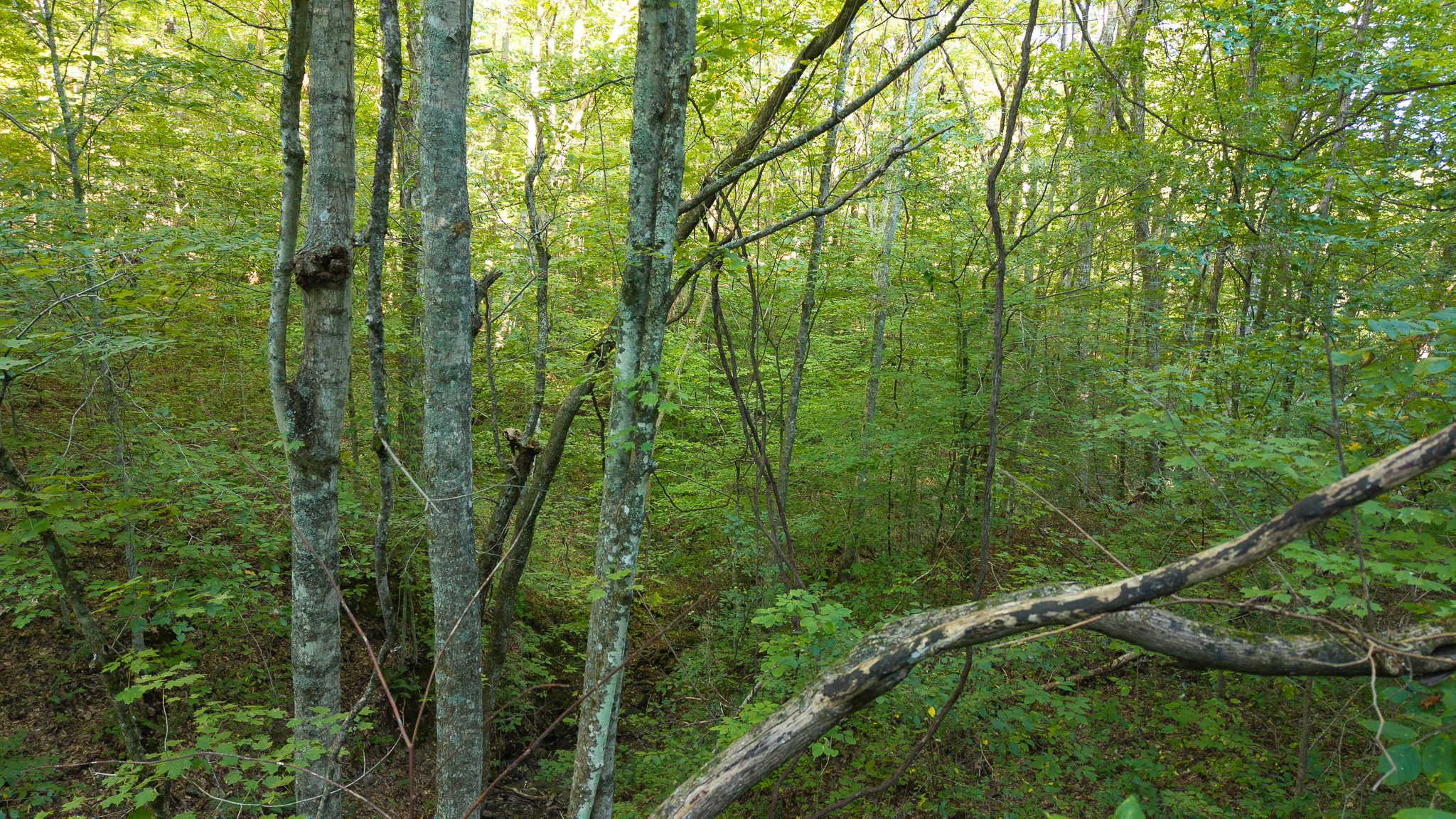Appalachian Wilderness for Sale at Auction Hancock County TN
