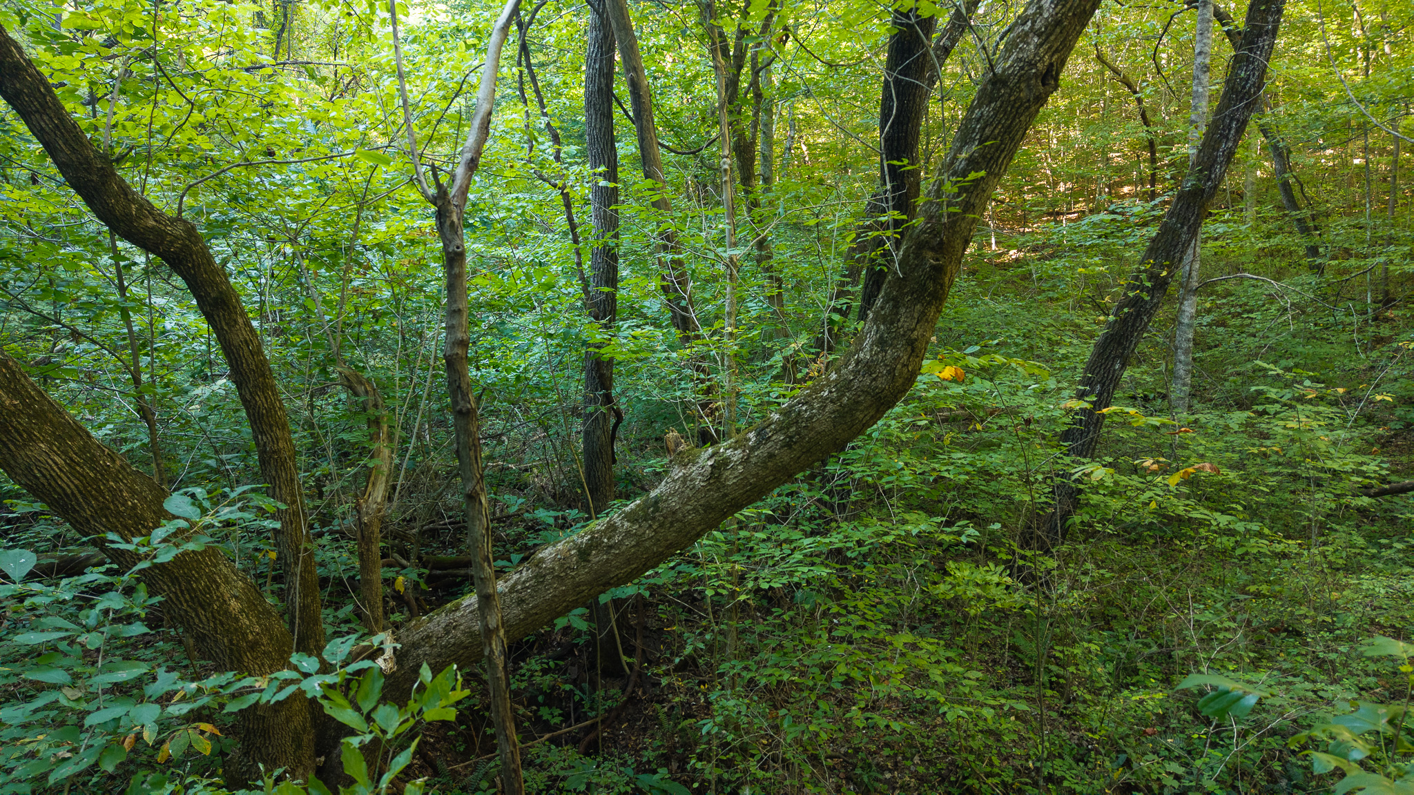 Appalachian Wilderness for Sale at Auction Hancock County TN