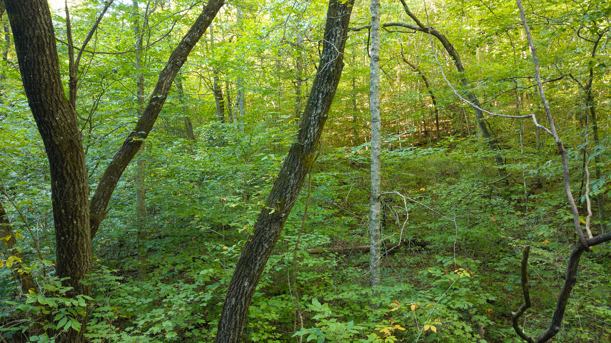 Appalachian Wilderness for Sale at Auction Hancock County TN