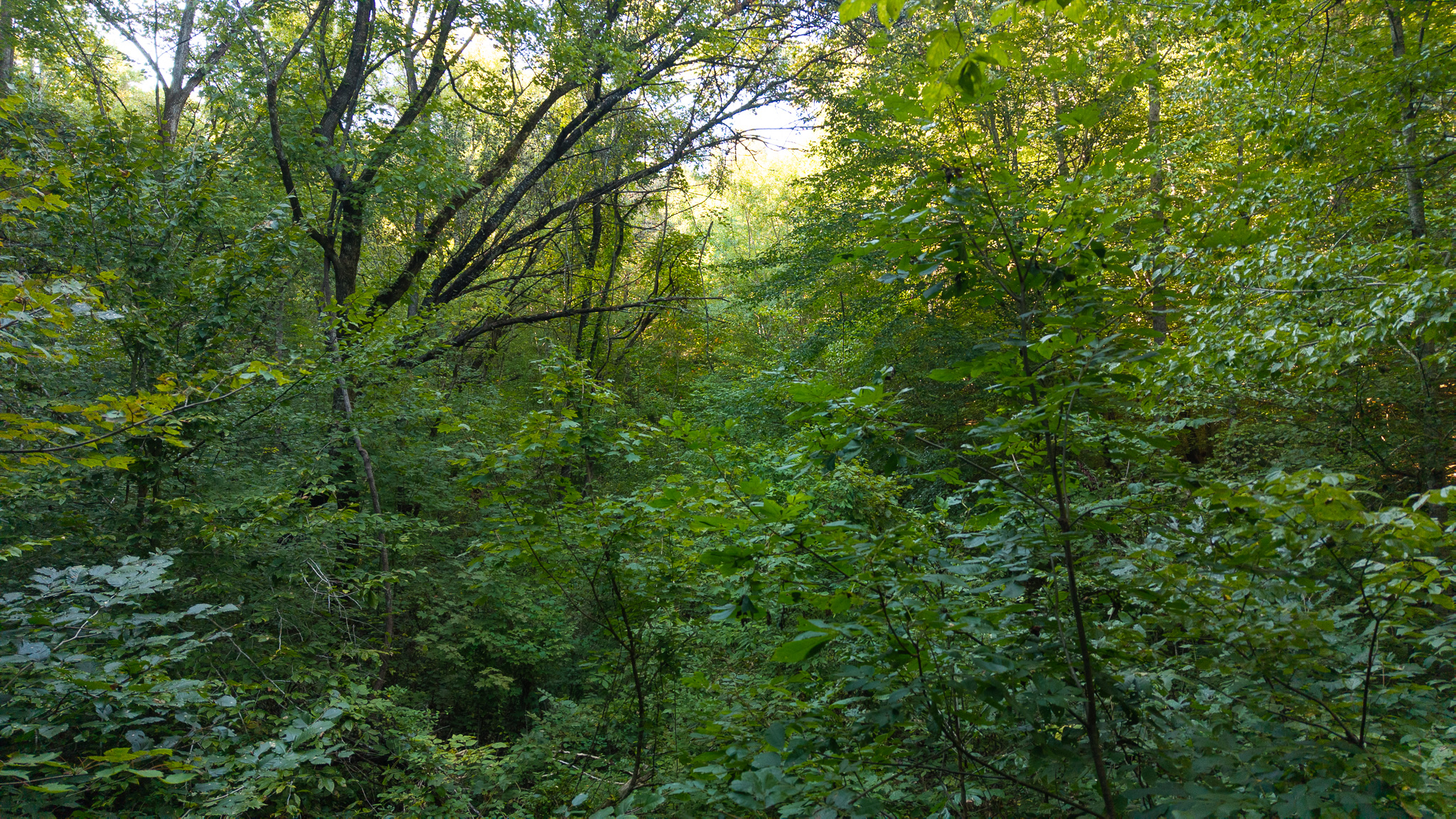 Appalachian Wilderness for Sale at Auction Hancock County TN