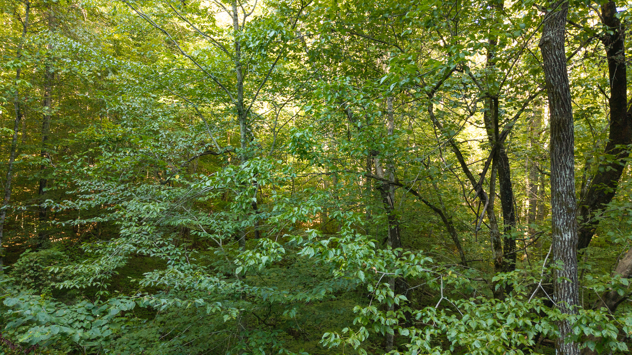 Appalachian Wilderness for Sale at Auction Hancock County TN