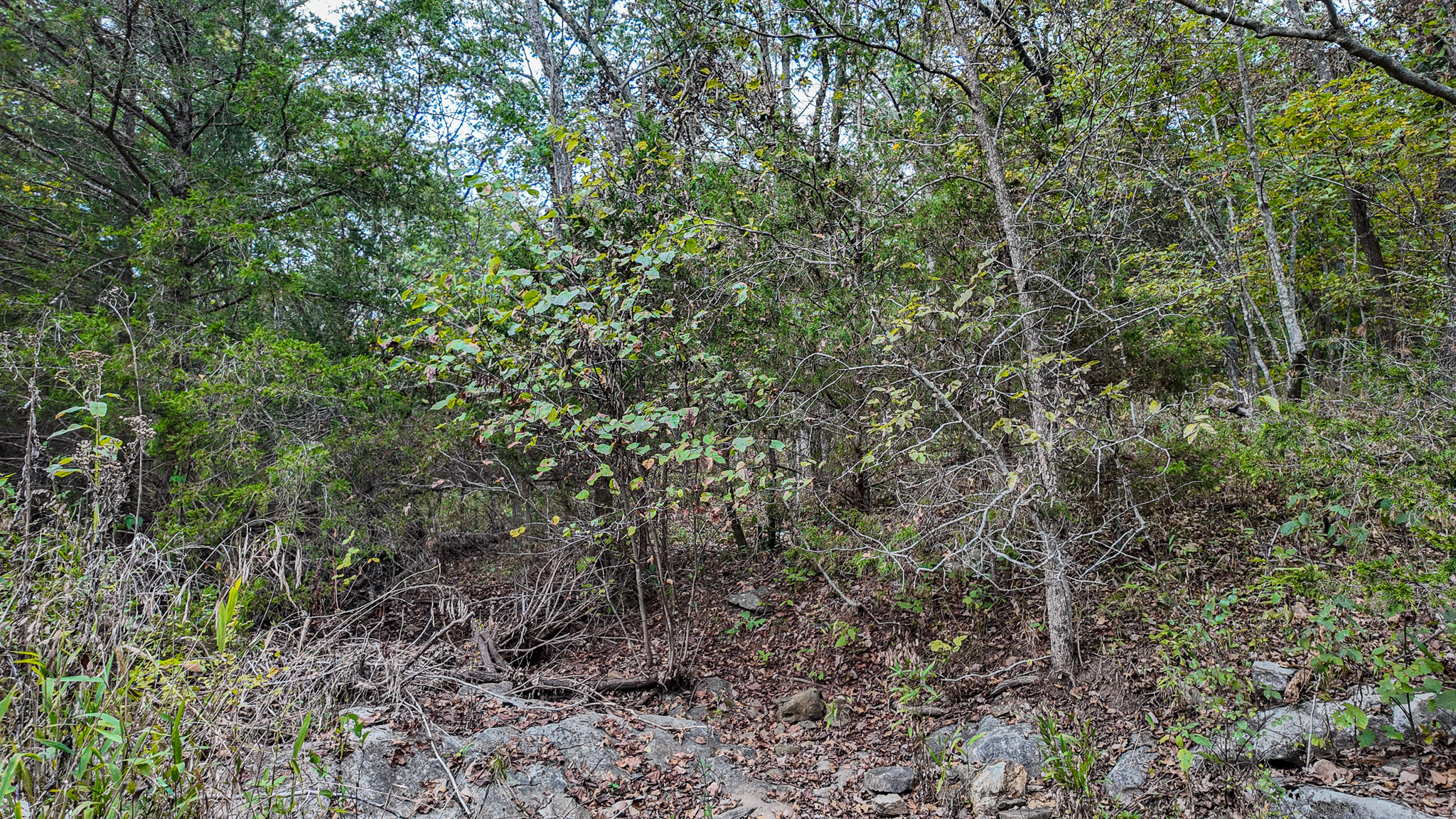 Home on 109+\- acres in Collins MO