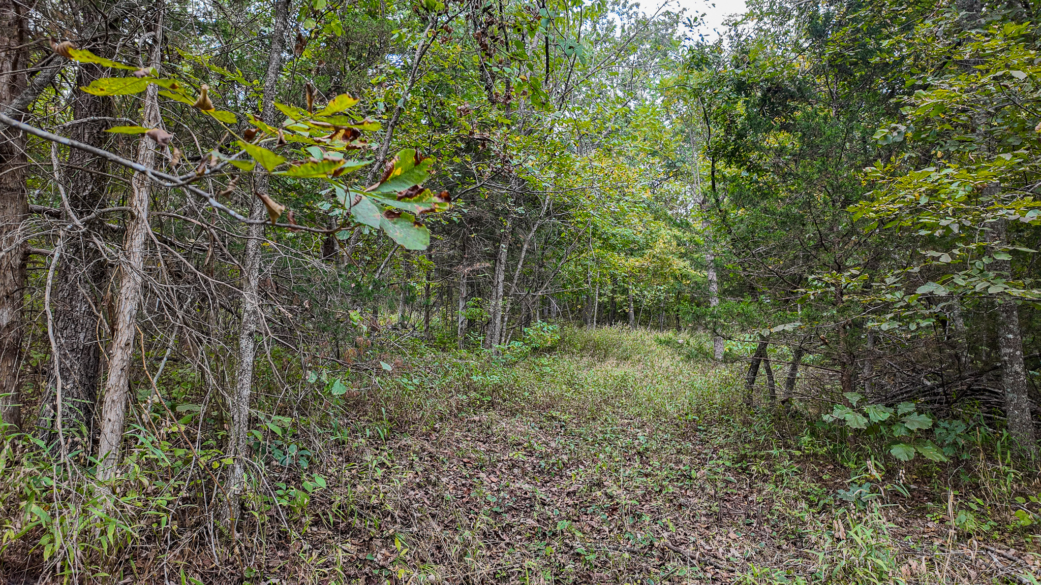 Home on 109+\- acres in Collins MO