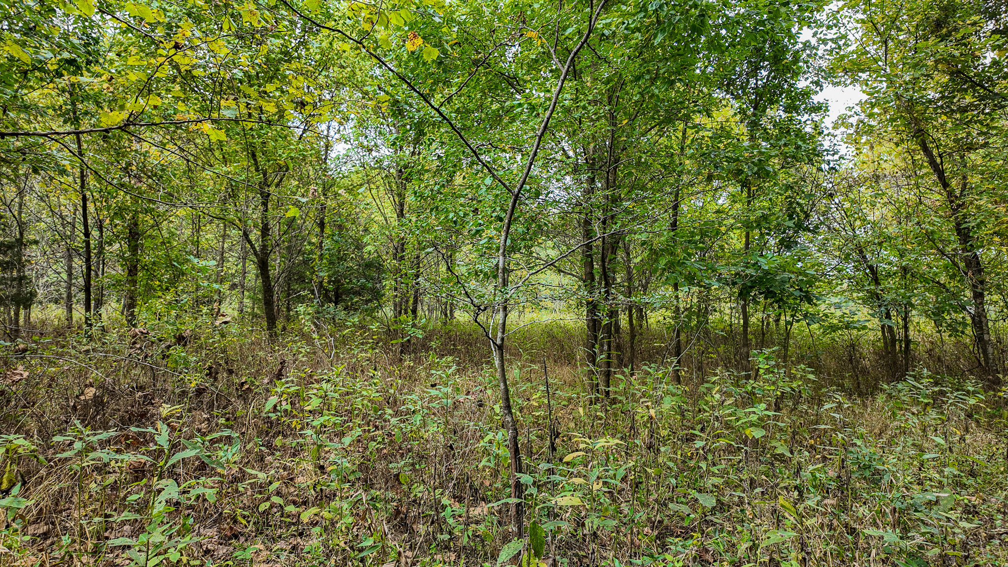 Home on 109+\- acres in Collins MO