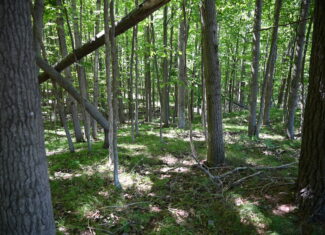 26.6 Acres on a Paved Road in Isabella County MI