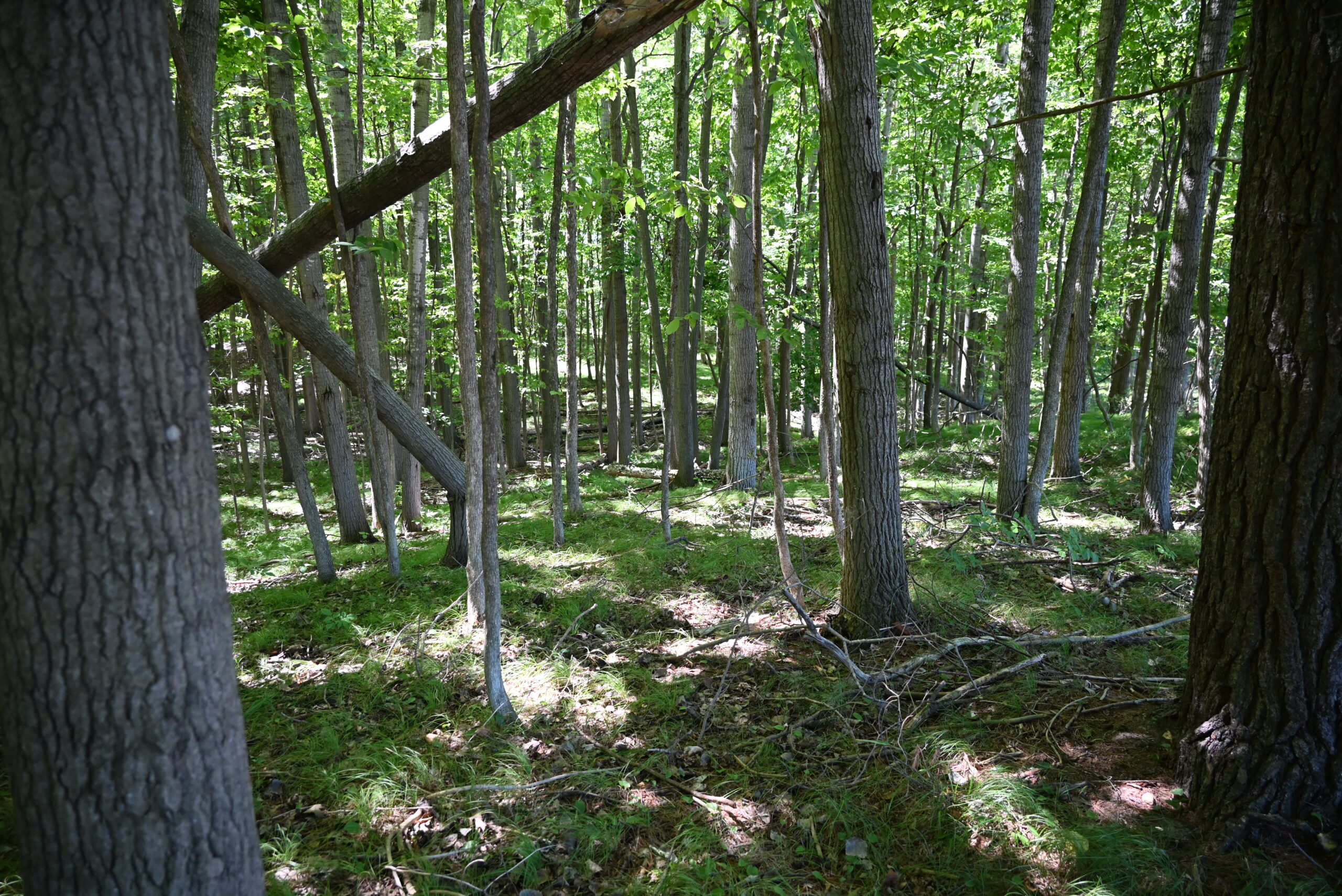 26.6 Acres on a Paved Road in Isabella County MI