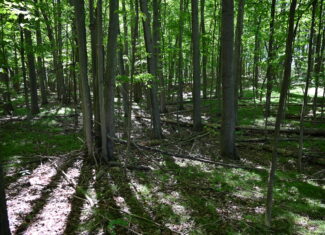 26.6 Acres on a Paved Road in Isabella County MI