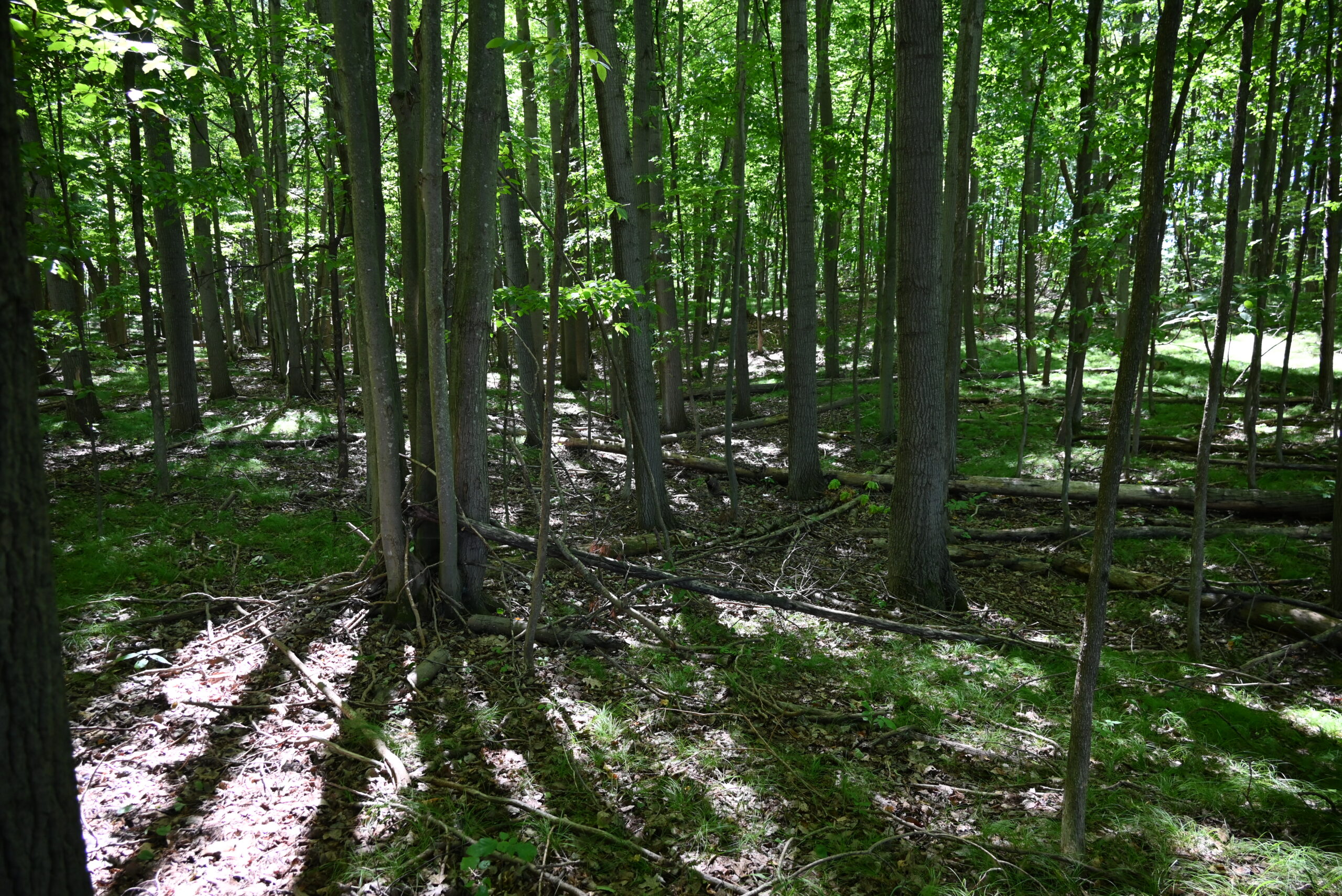 26.6 Acres on a Paved Road in Isabella County MI