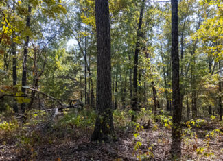 Mountain Ozarks Hunting Land