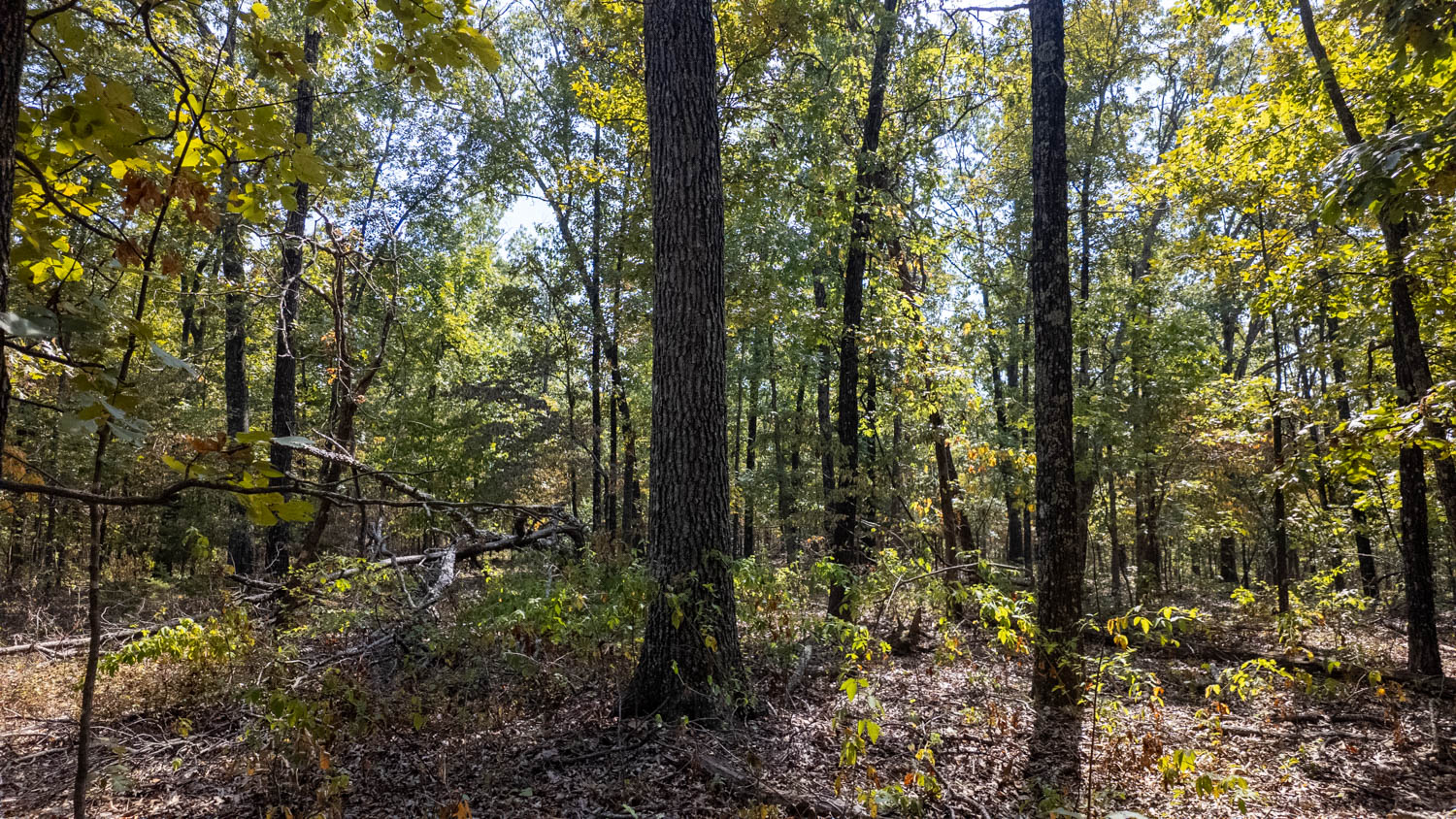 Mountain Ozarks Hunting Land