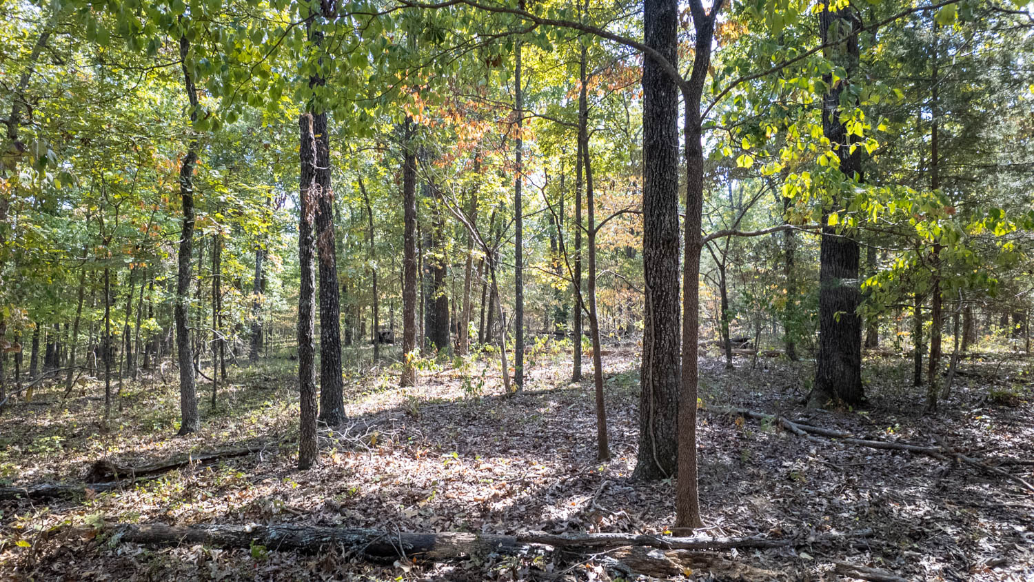 Mountain Ozarks Hunting Land