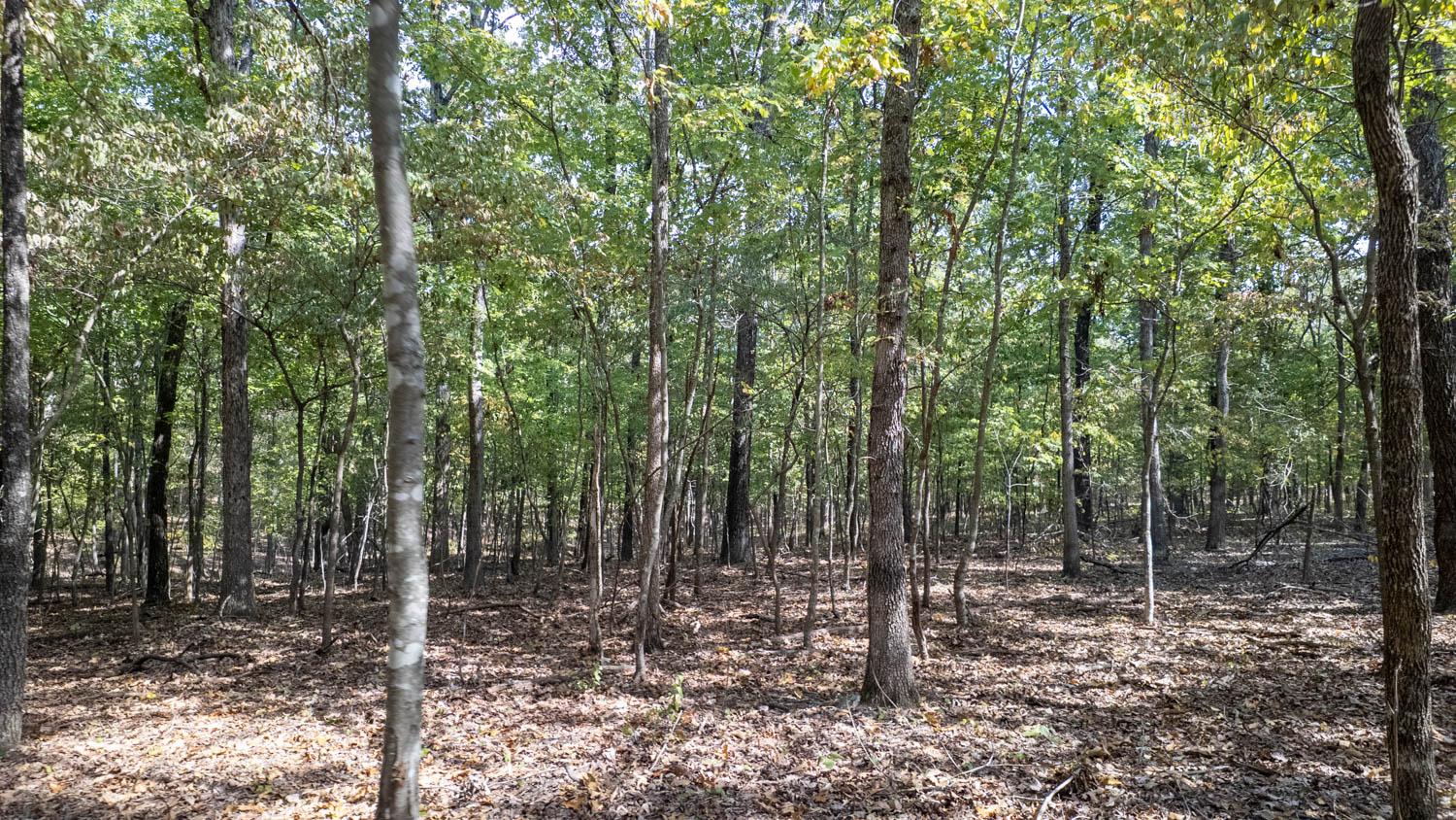 Mountain Ozarks Hunting Land