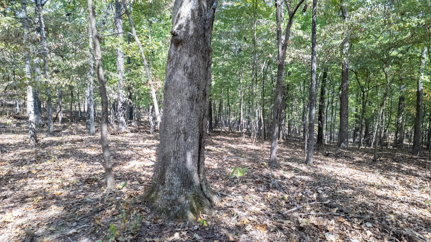 Mountain Ozarks Hunting Land