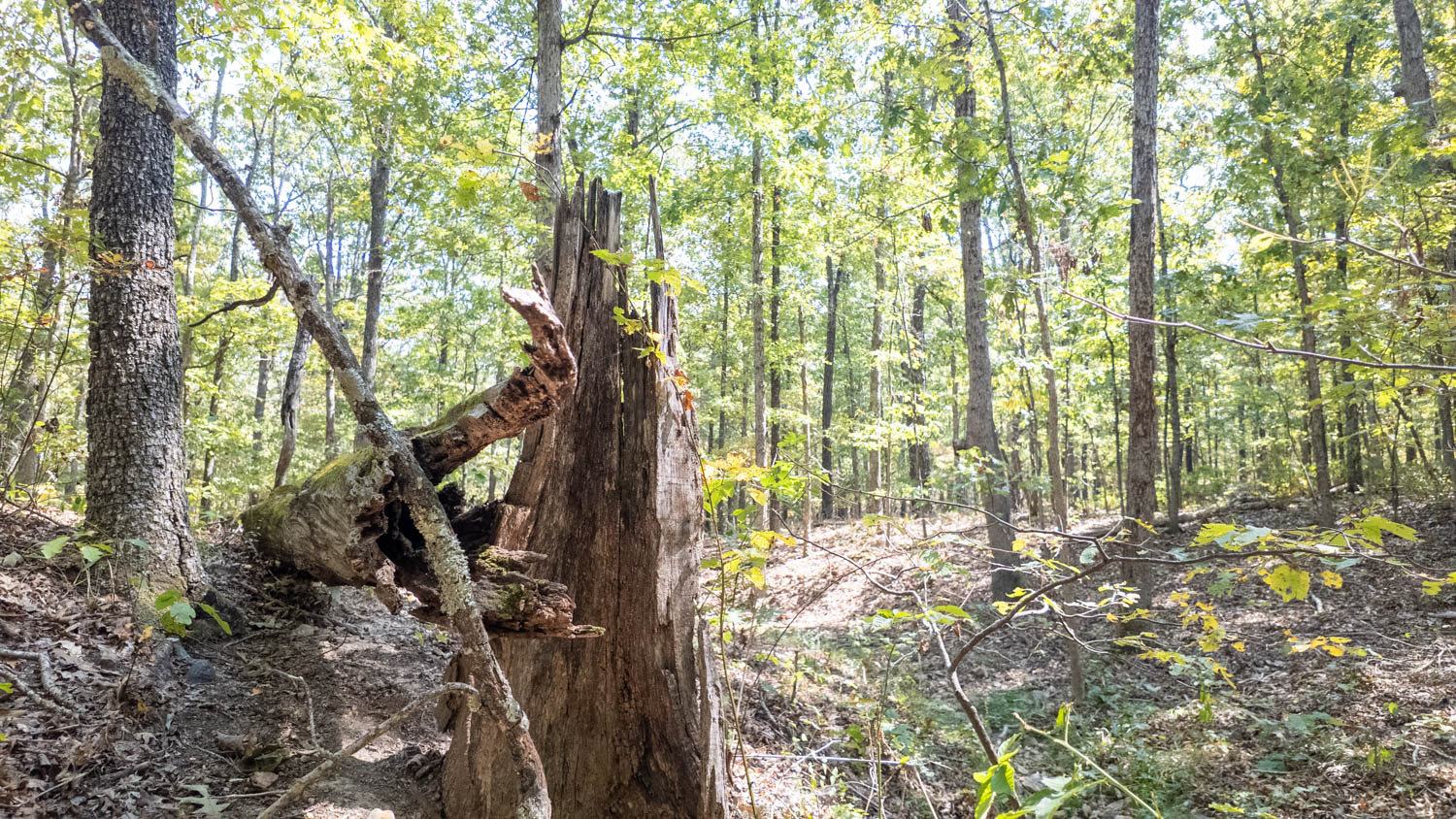 Mountain Ozarks Hunting Land