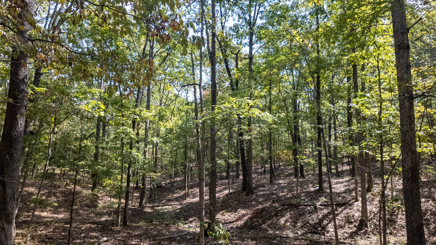 Mountain Ozarks Hunting Land