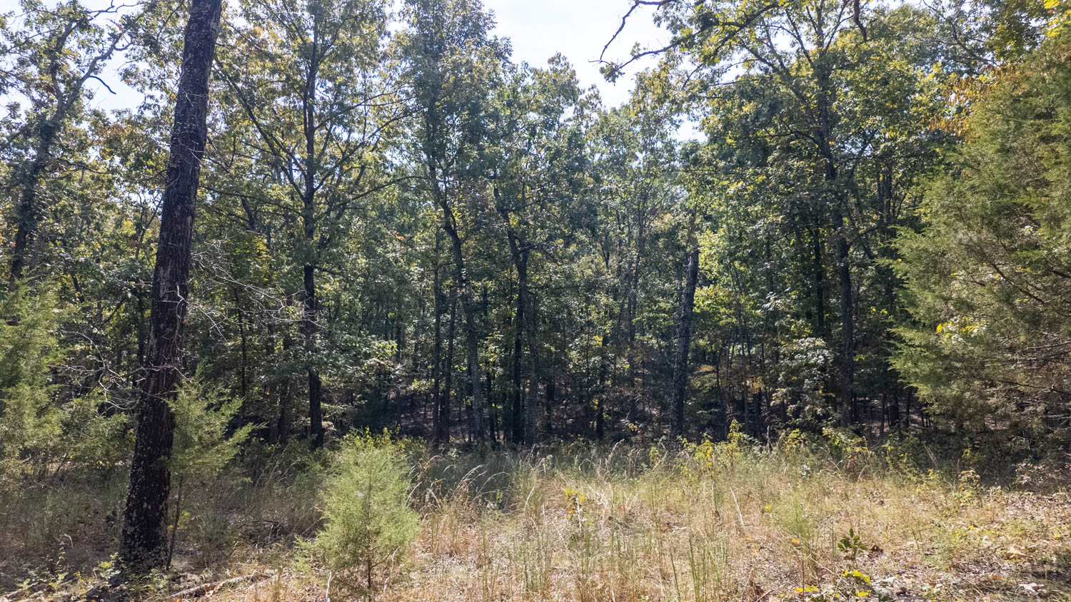 Mountain Ozarks Hunting Land