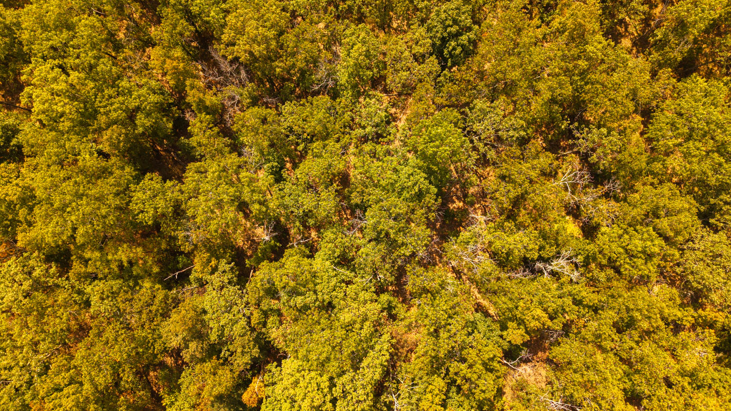 Mountain Ozarks Hunting Land
