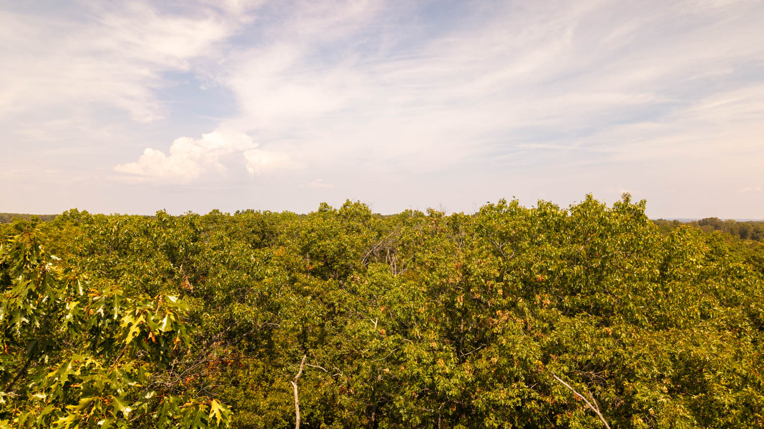 Mountain Ozarks Hunting Land
