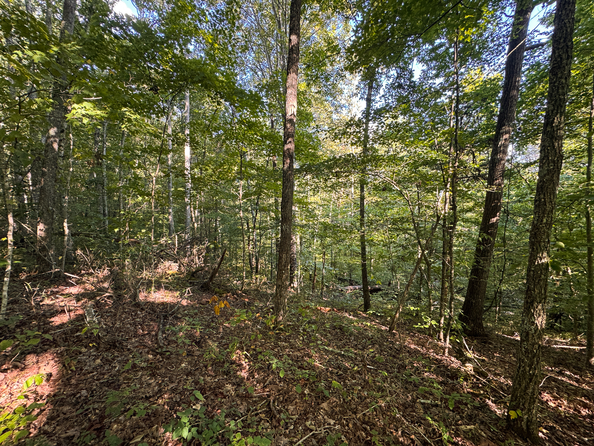Appalachian Wilderness for Sale at Auction Hancock County TN