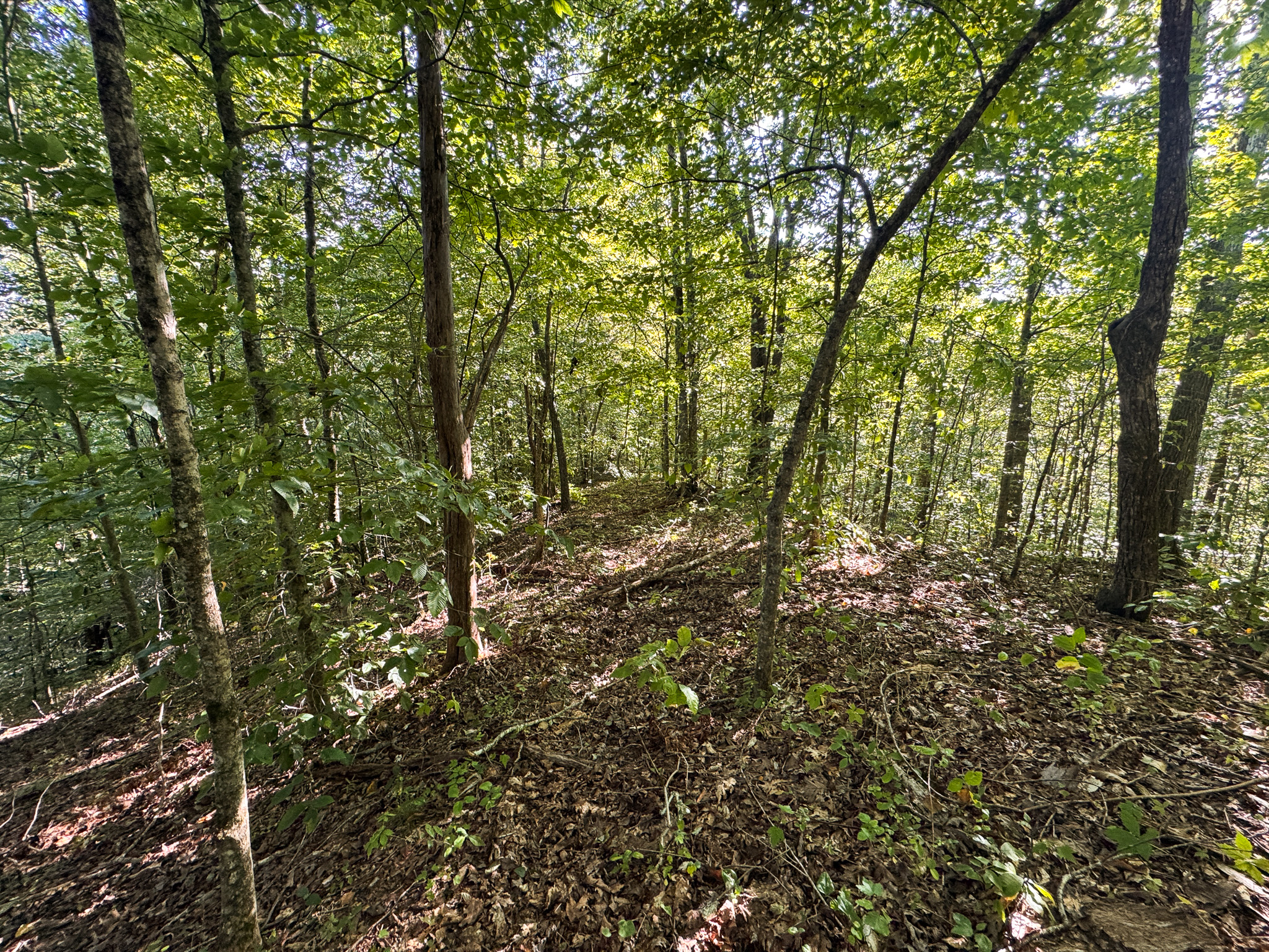 Appalachian Wilderness for Sale at Auction Hancock County TN