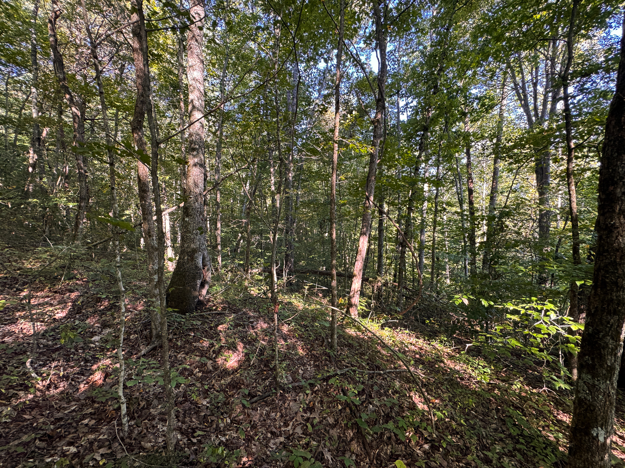 Appalachian Wilderness for Sale at Auction Hancock County TN