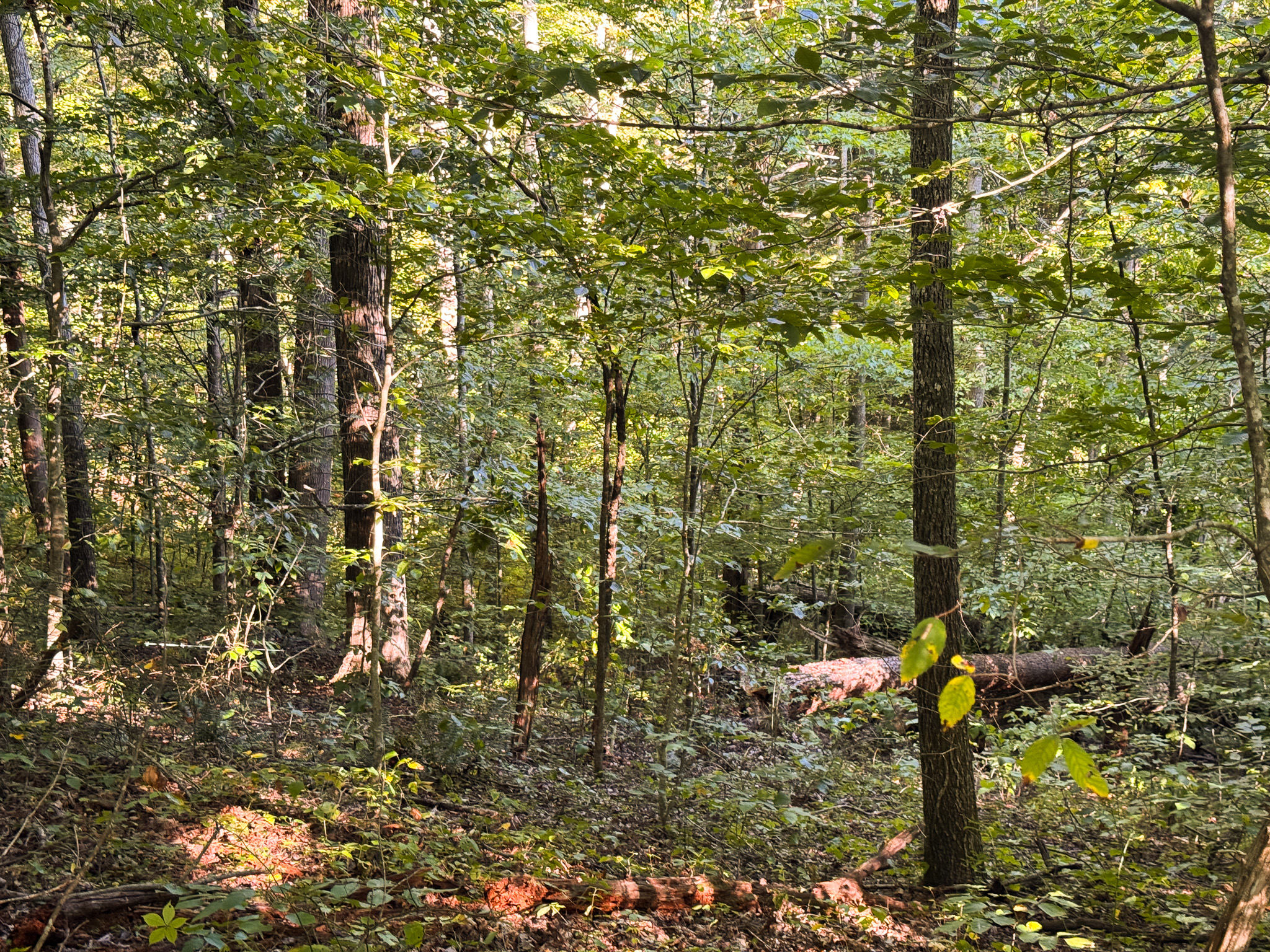 Appalachian Wilderness for Sale at Auction Hancock County TN