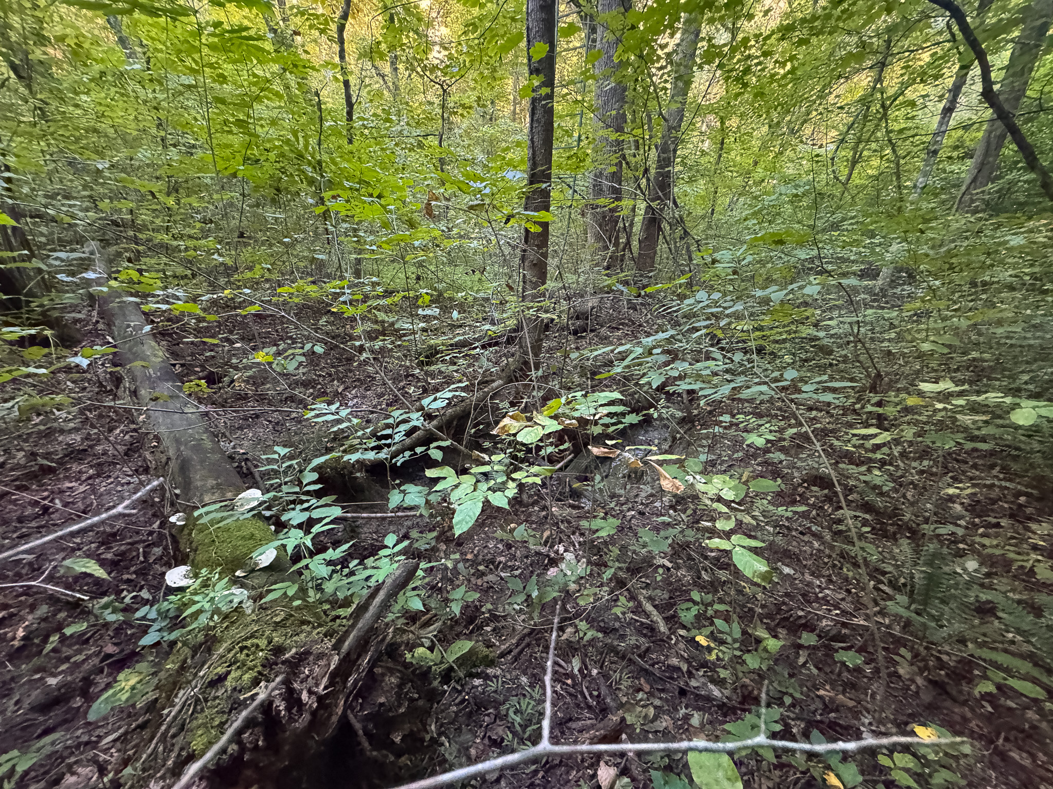 Appalachian Wilderness for Sale at Auction Hancock County TN