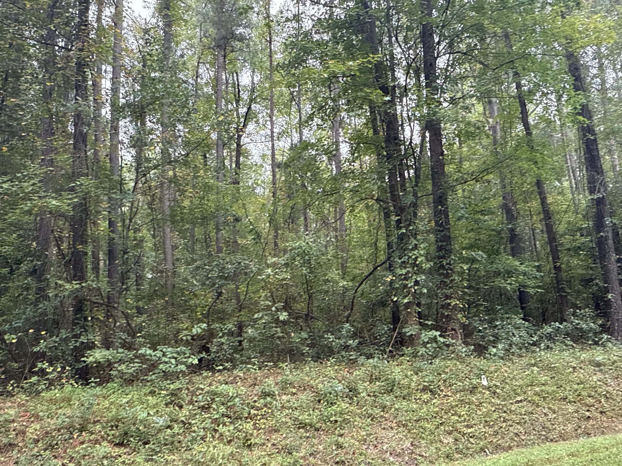 15 Acres Timber & Hunting Land in Aurora, NC