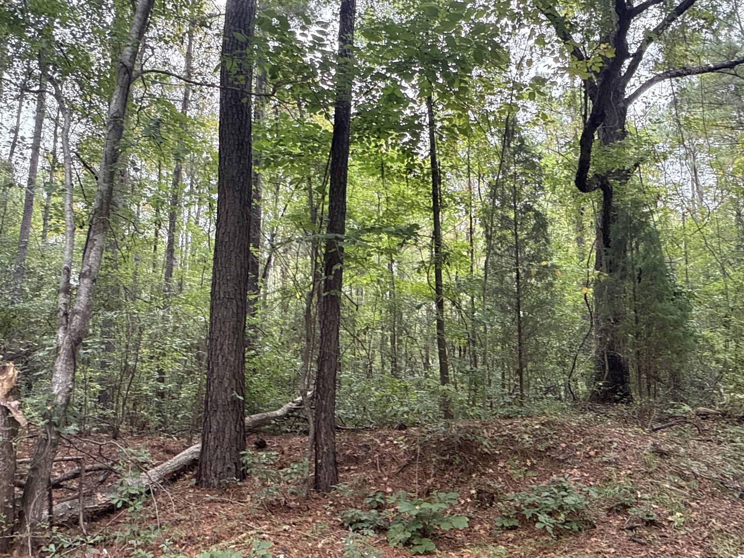 15 Acres Timber & Hunting Land in Aurora, NC