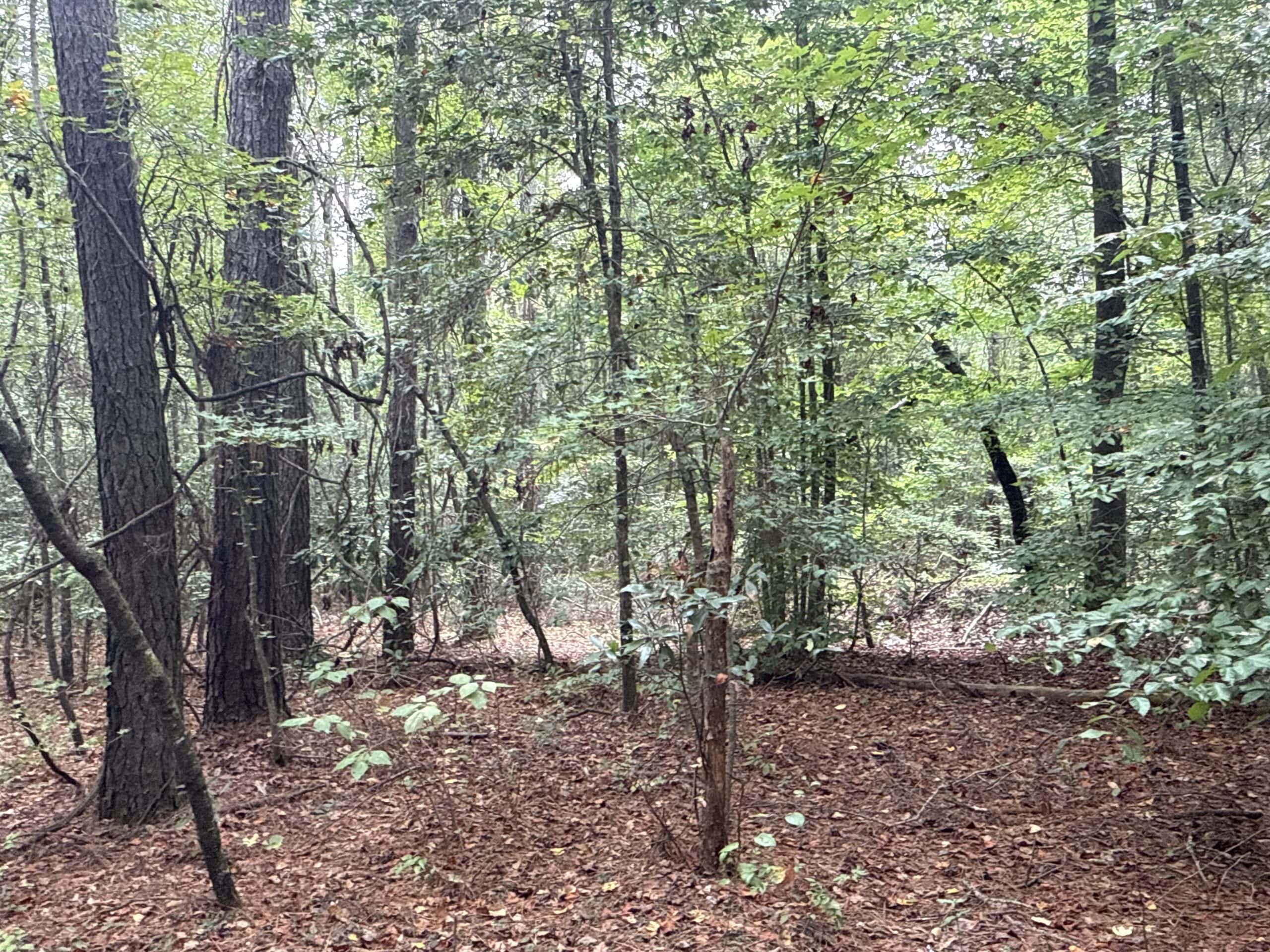 15 Acres Timber & Hunting Land in Aurora, NC