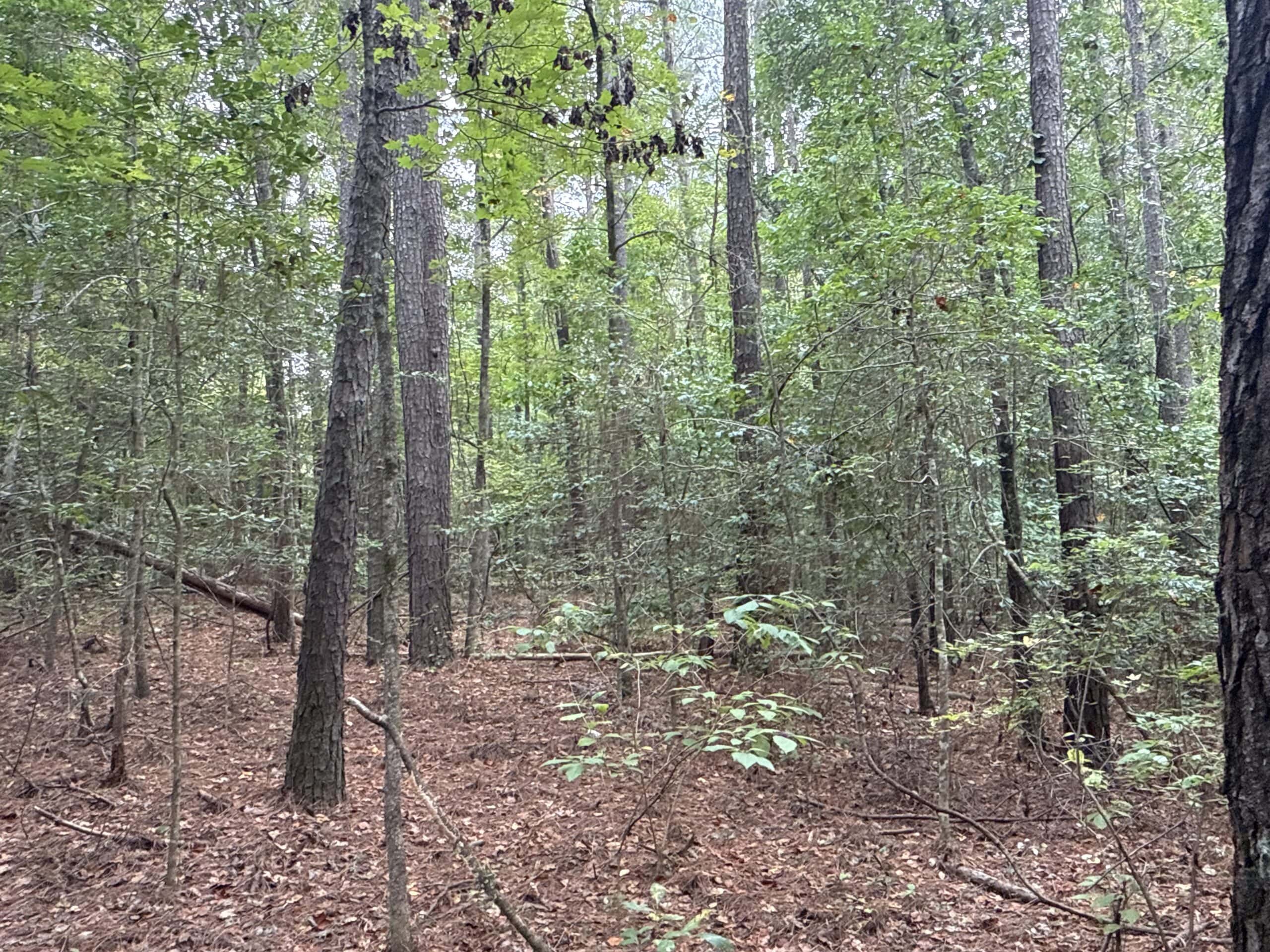 15 Acres Timber & Hunting Land in Aurora, NC