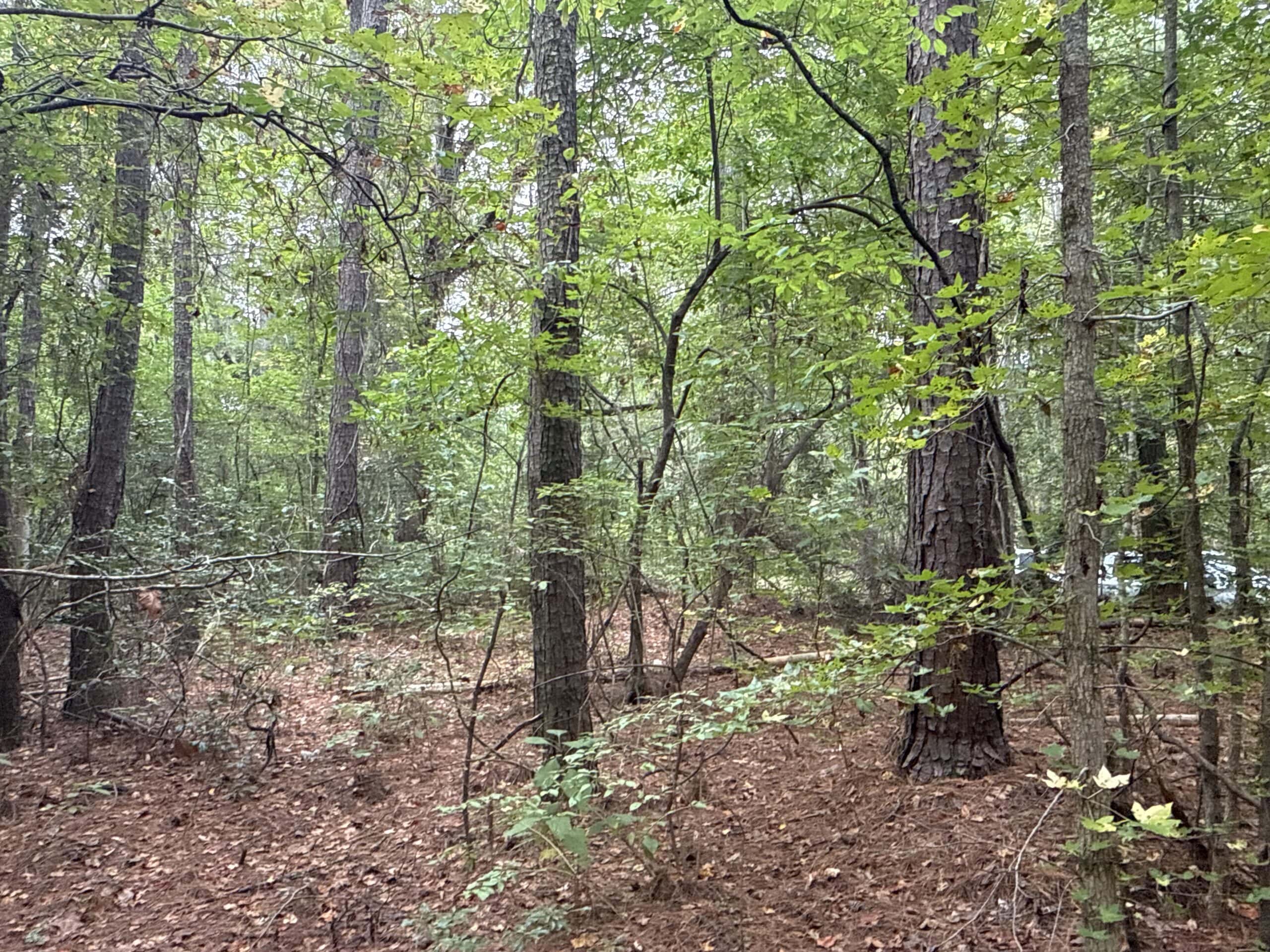 15 Acres Timber & Hunting Land in Aurora, NC