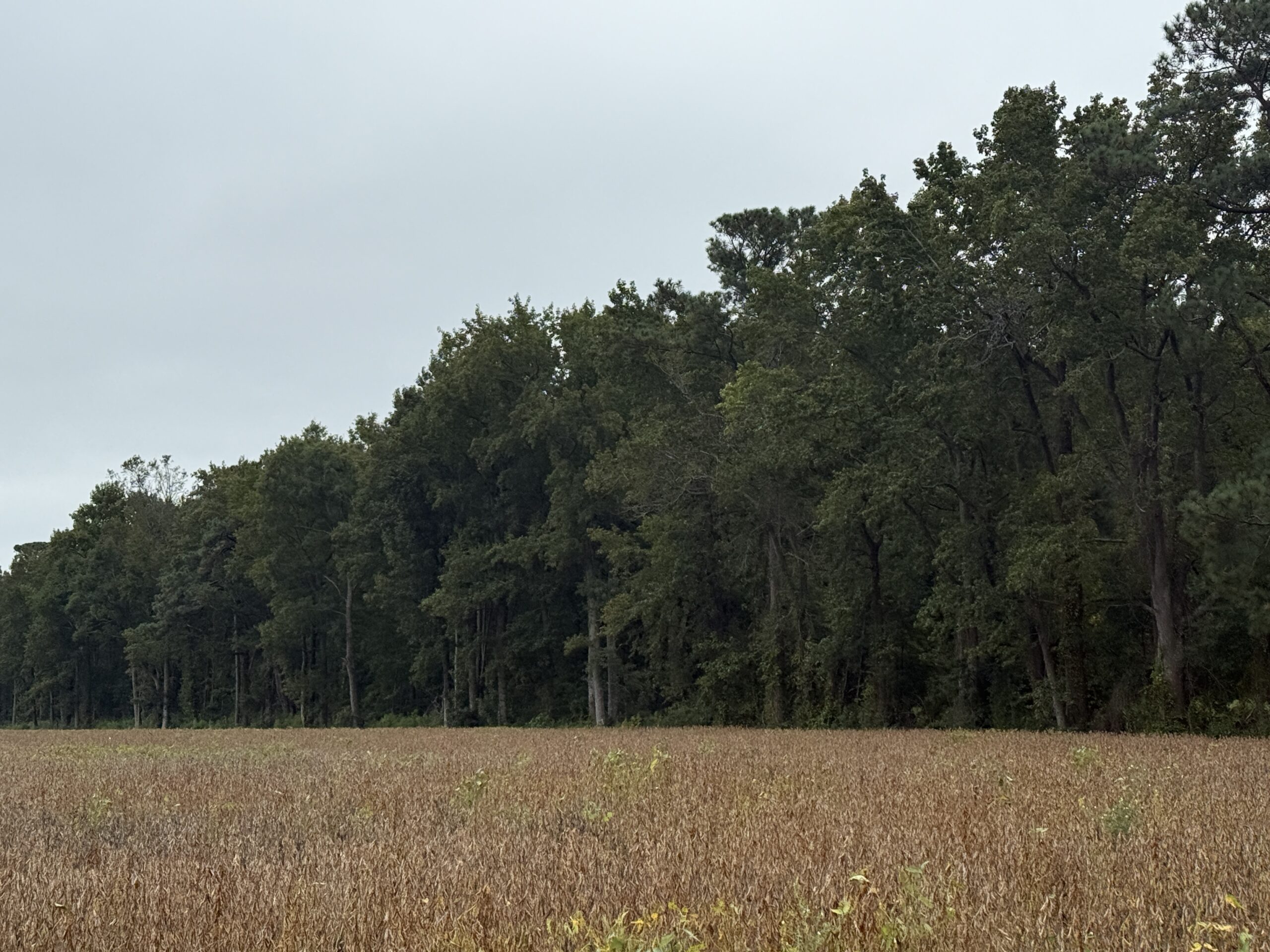 25 Acres Timber & Hunting Land for Sale in NC