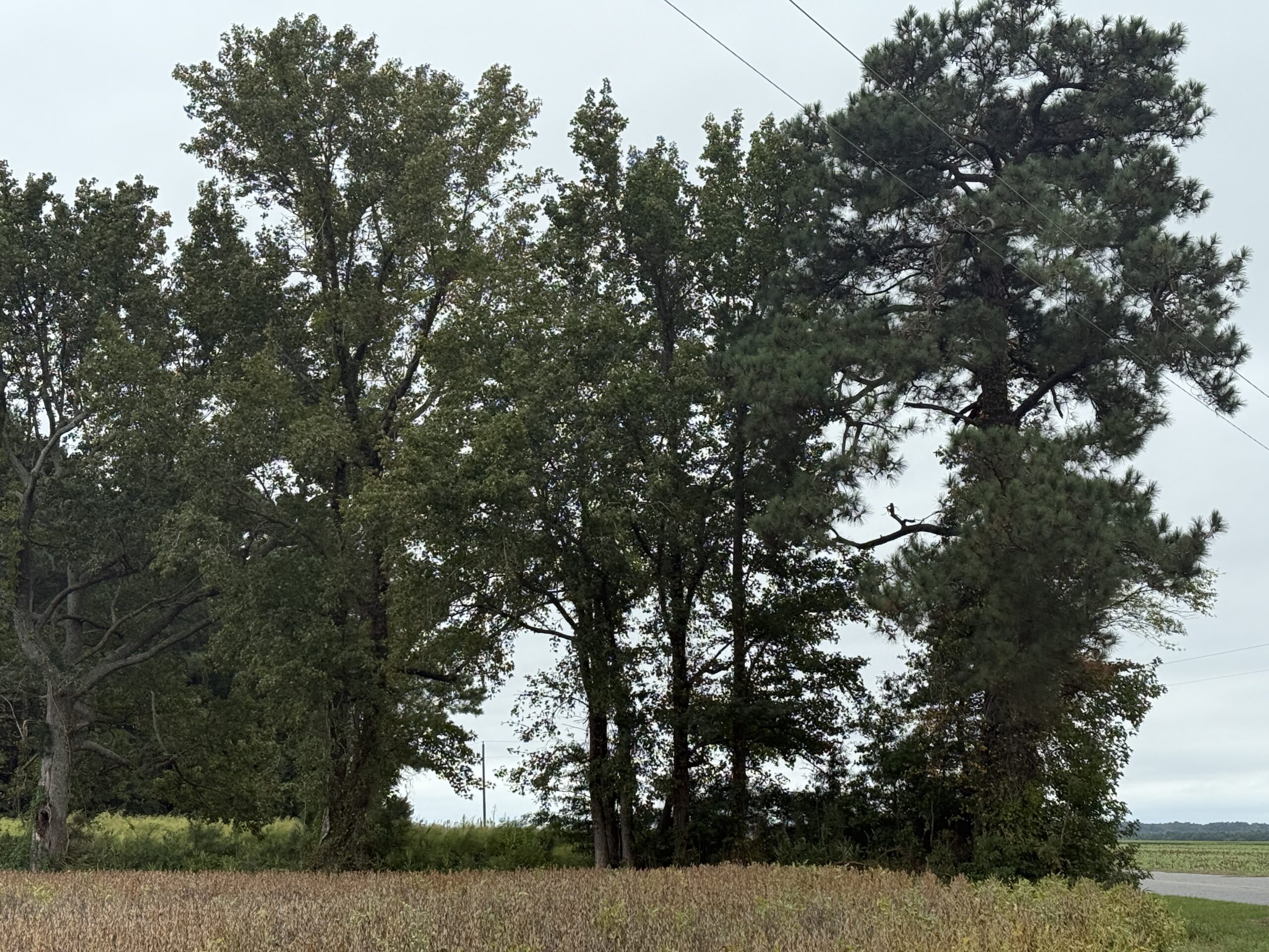 25 Acres Timber & Hunting Land for Sale in NC