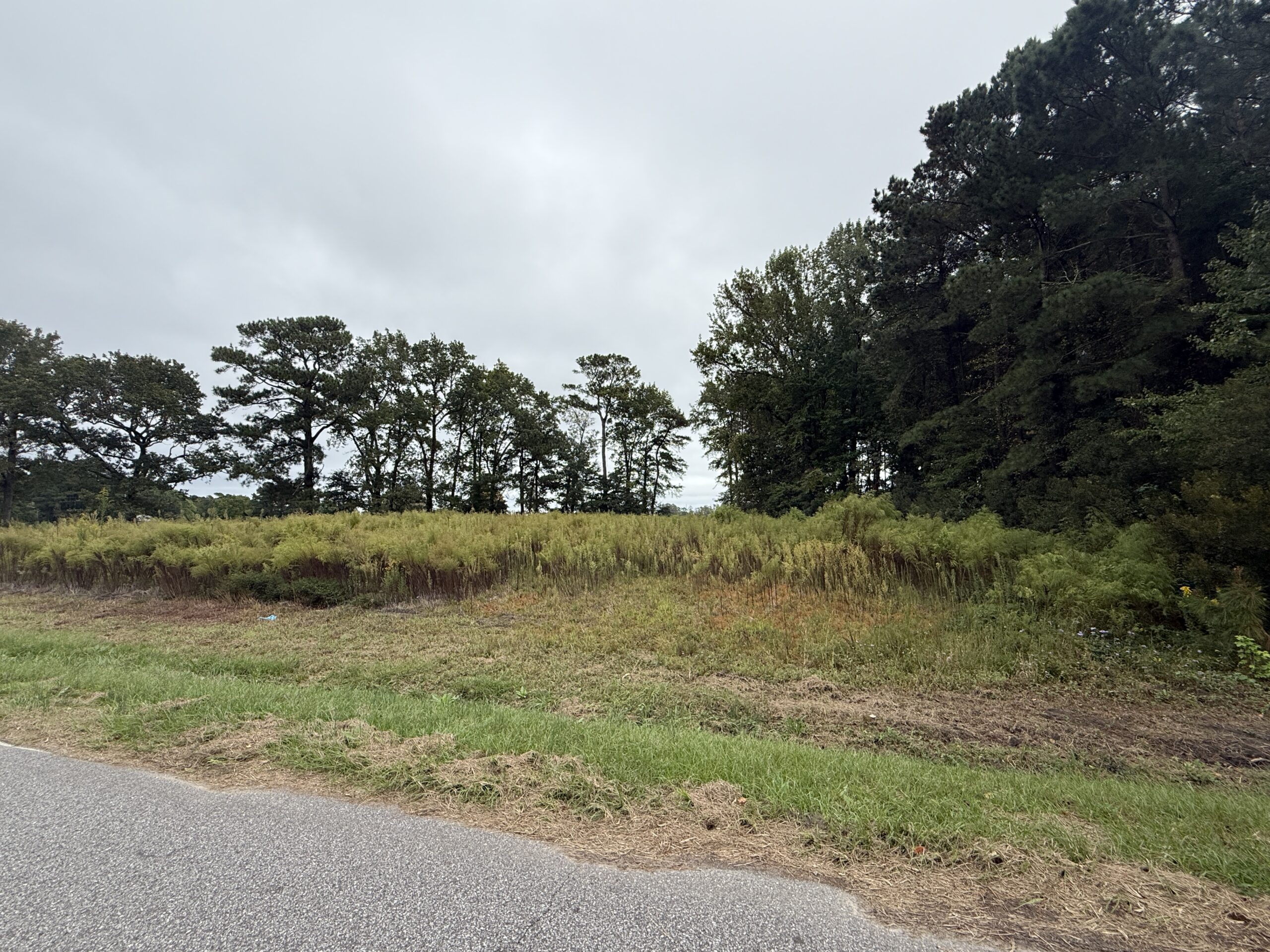 25 Acres Timber & Hunting Land for Sale in NC