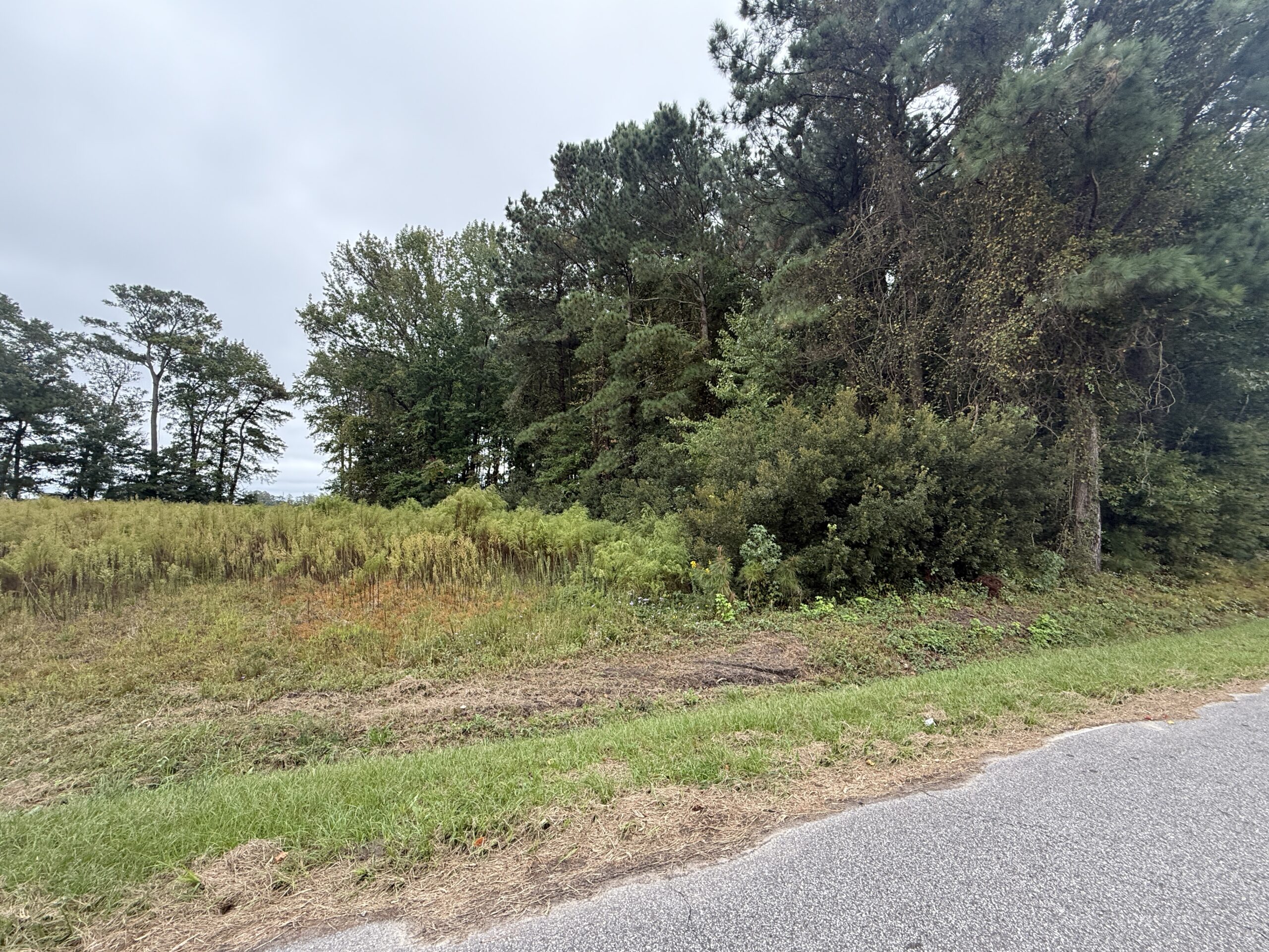 25 Acres Timber & Hunting Land for Sale in NC