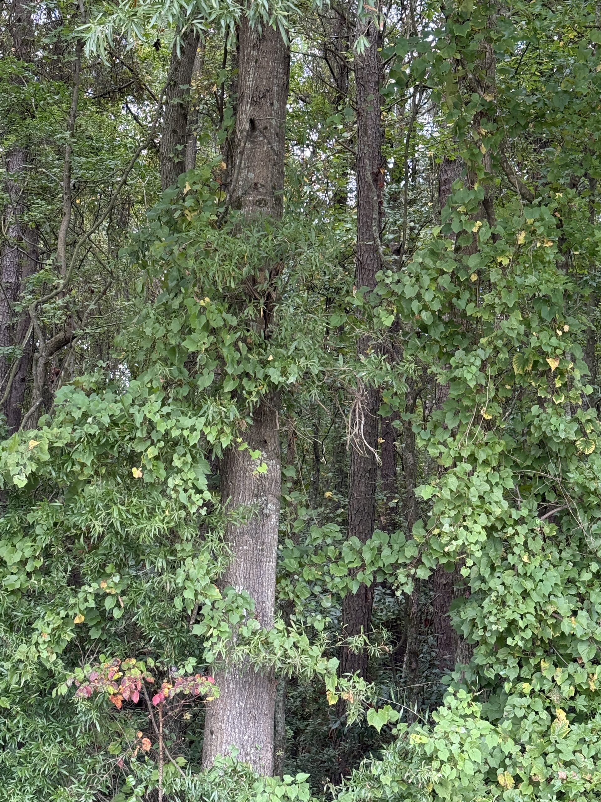 25 Acres Timber & Hunting Land for Sale in NC
