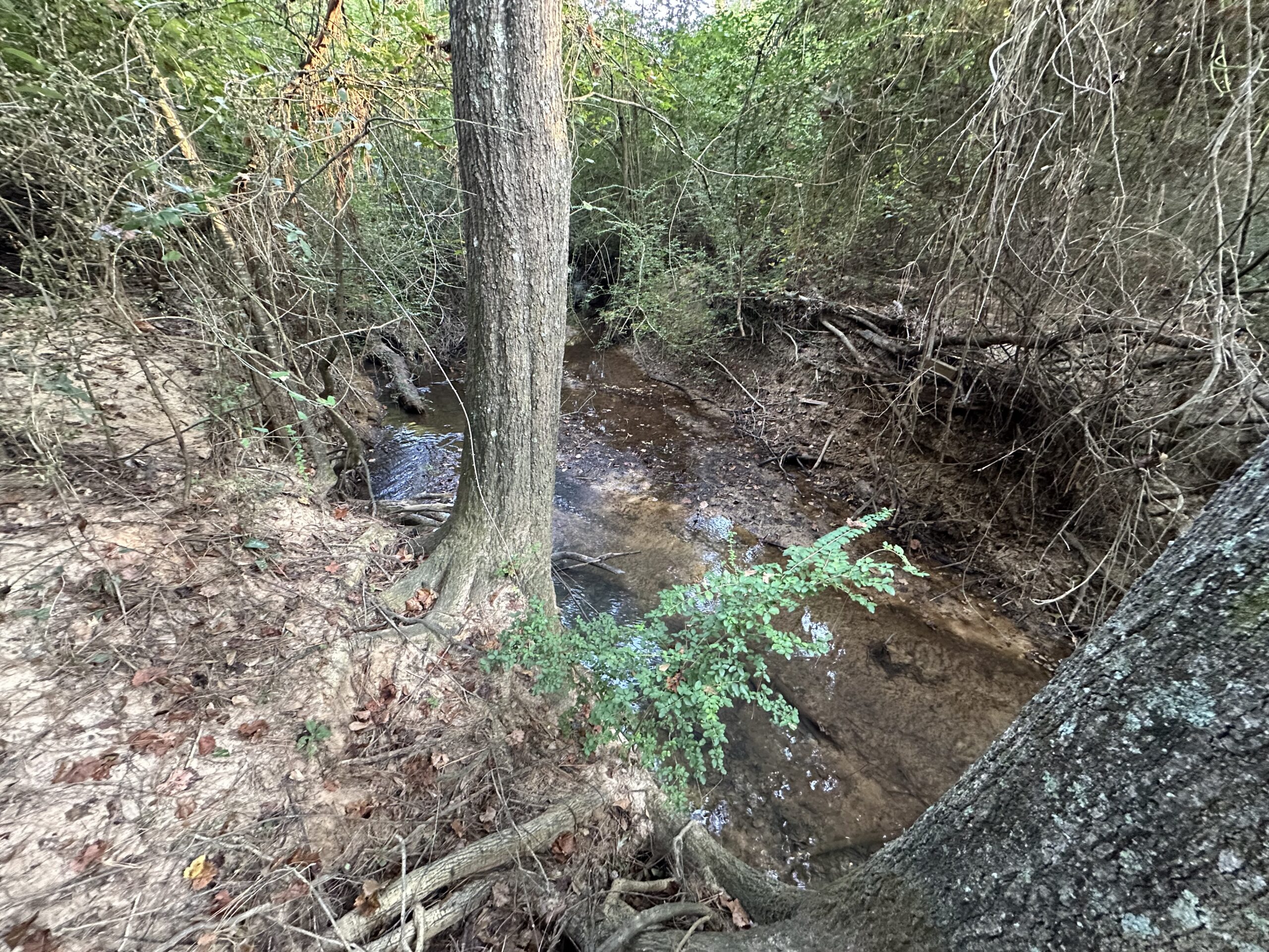 East Texas Hunting/Recreational/Timber Tract For Sale