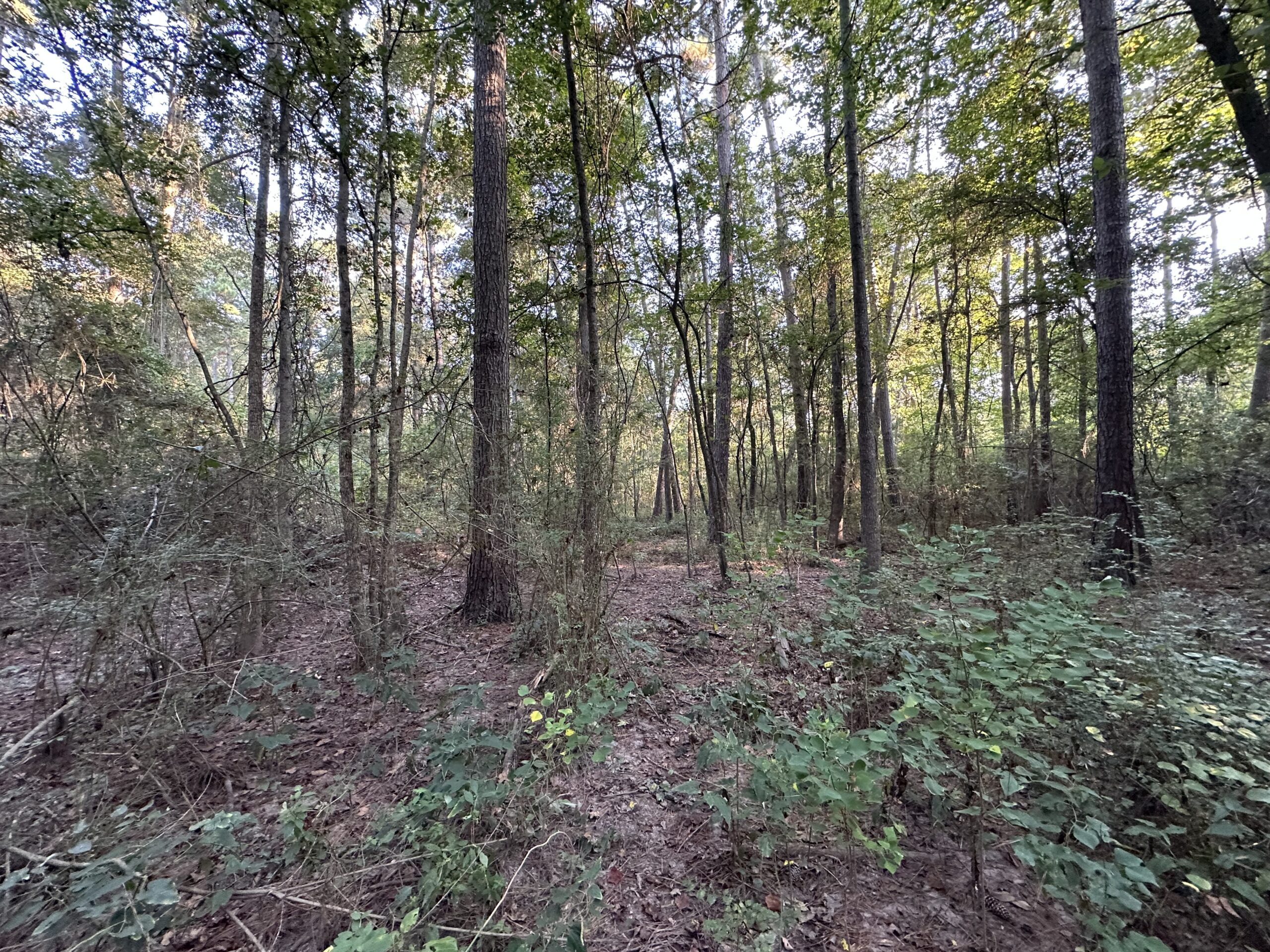 East Texas Hunting/Recreational/Timber Tract For Sale