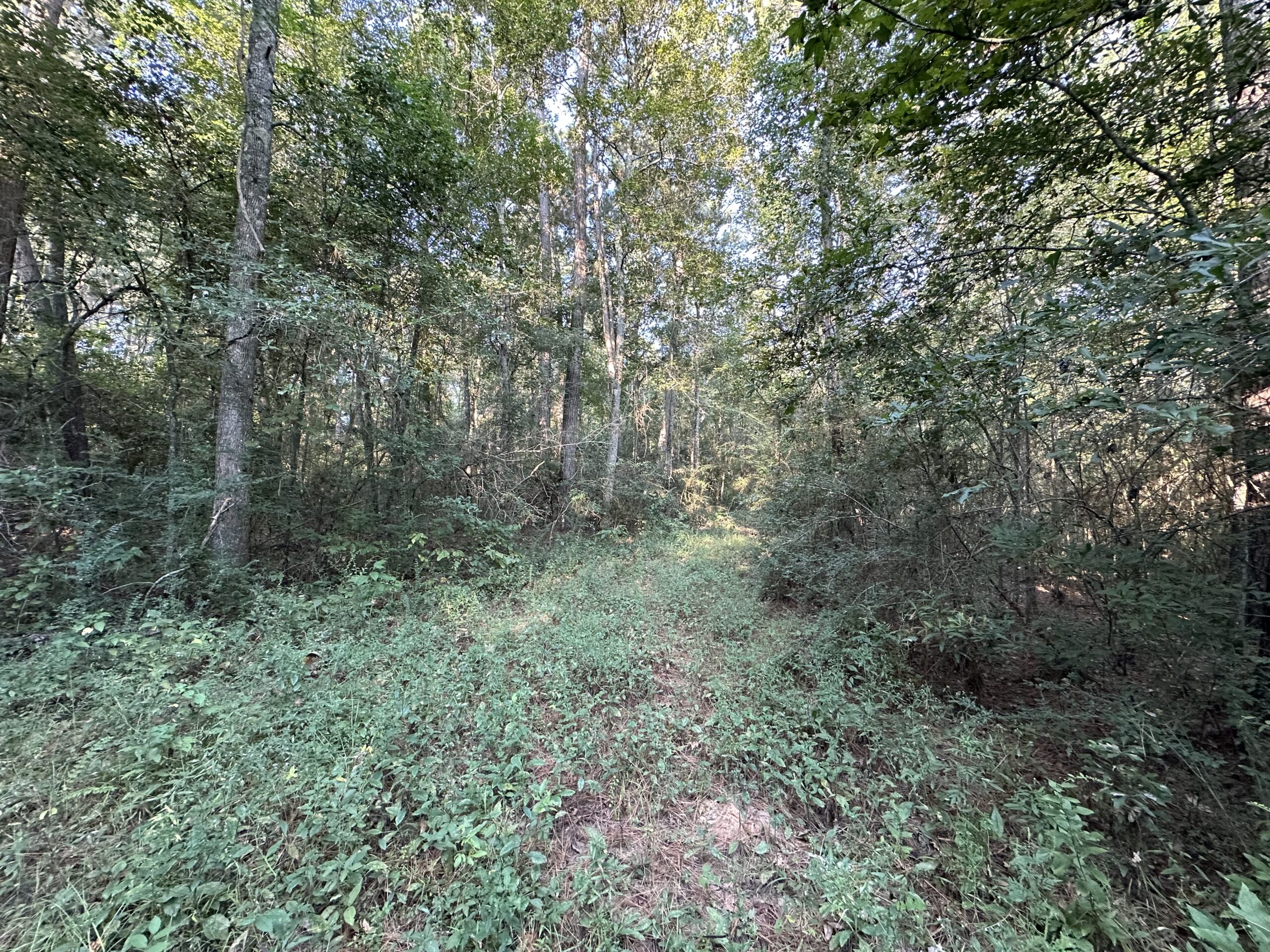 East Texas Hunting/Recreational/Timber Tract For Sale