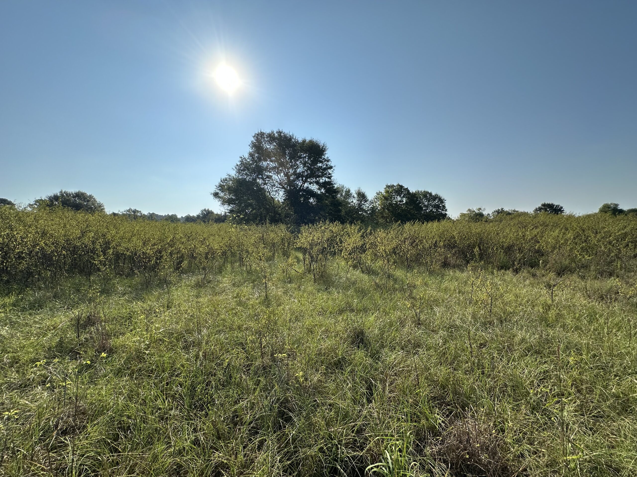 East Texas Hunting/Recreational/Timber Tract For Sale