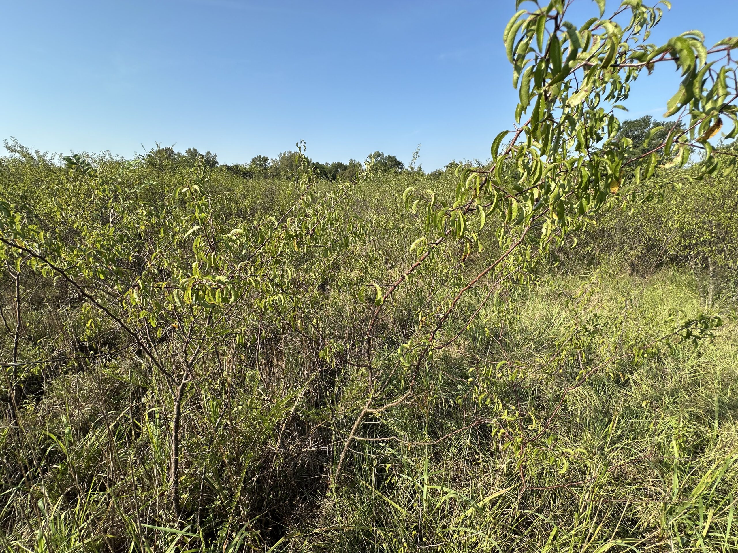 East Texas Hunting/Recreational/Timber Tract For Sale