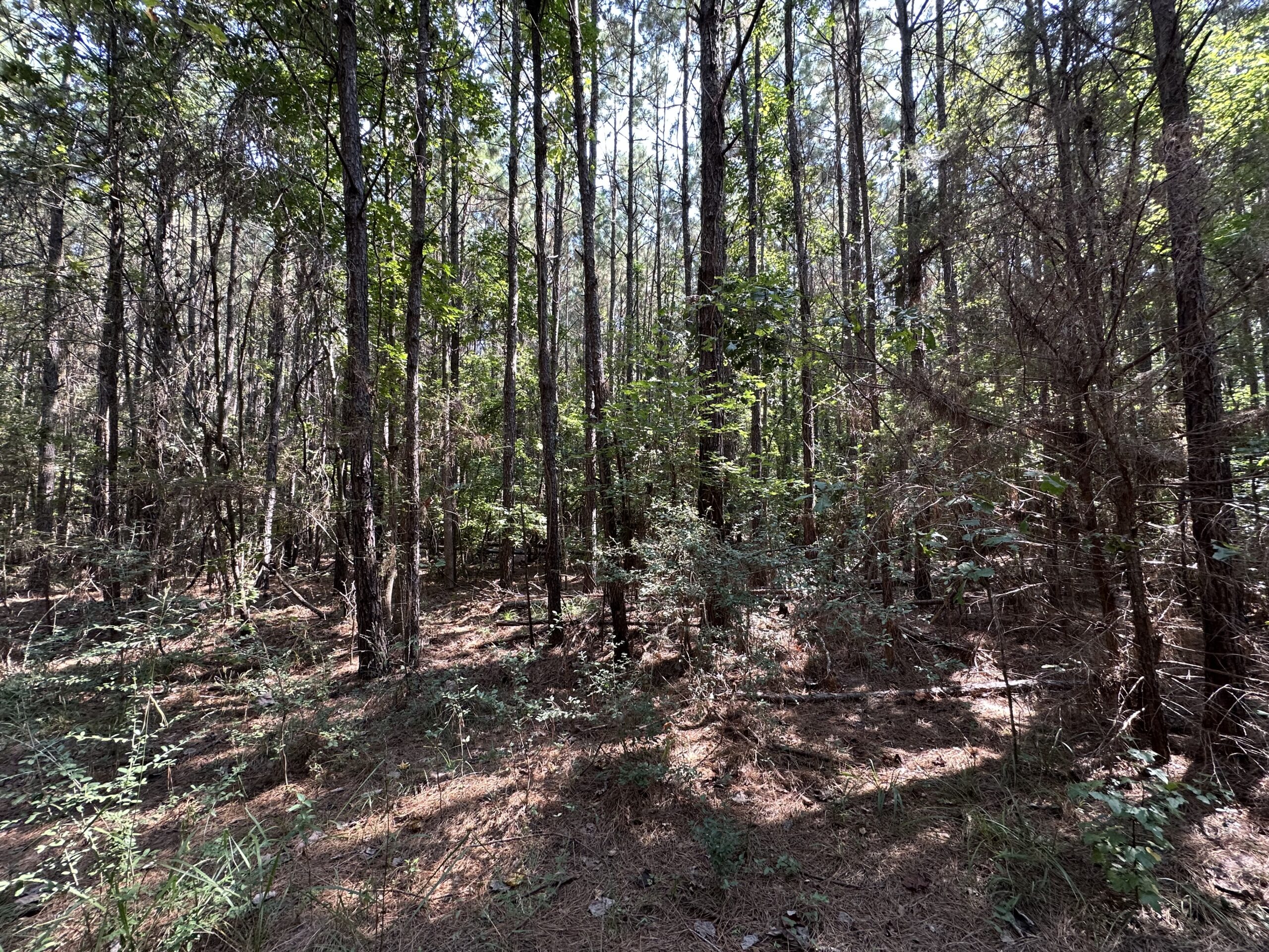 East Texas Hunting/Recreational/Timber Tract For Sale
