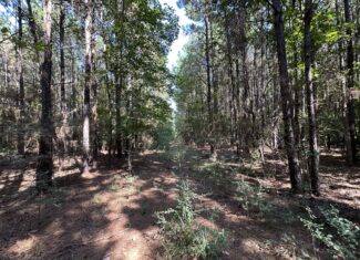 East Texas Hunting/Recreational/Timber Tract For Sale