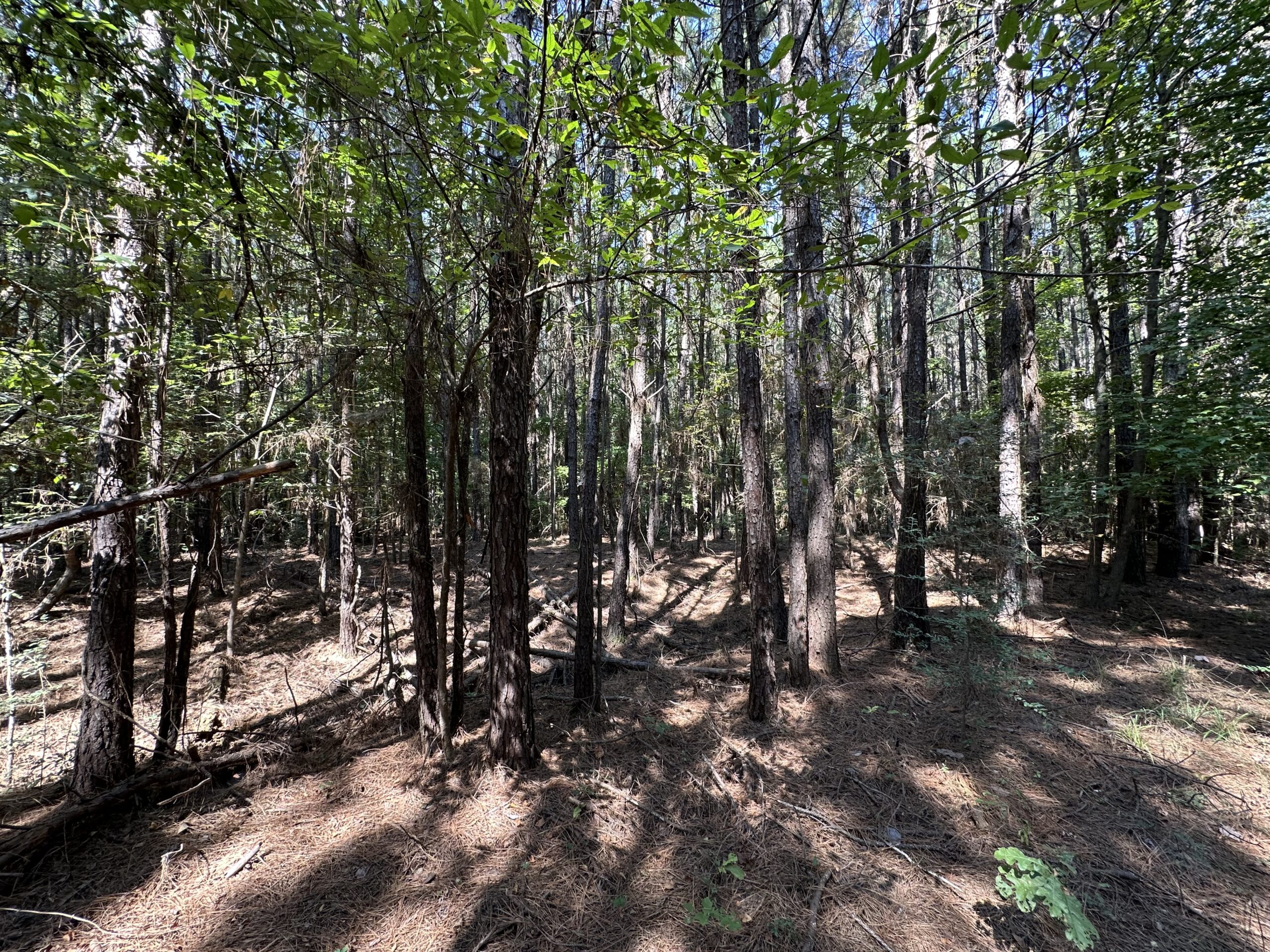 East Texas Hunting/Recreational/Timber Tract For Sale