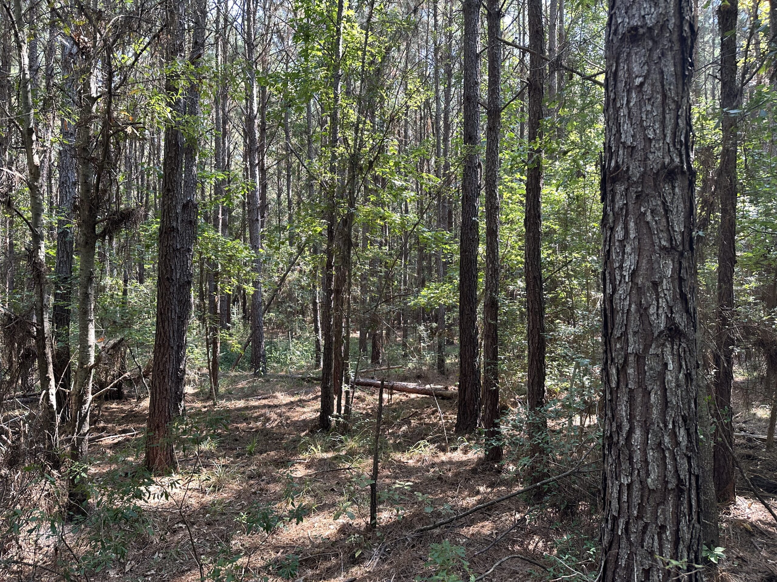 East Texas Hunting/Recreational/Timber Tract For Sale