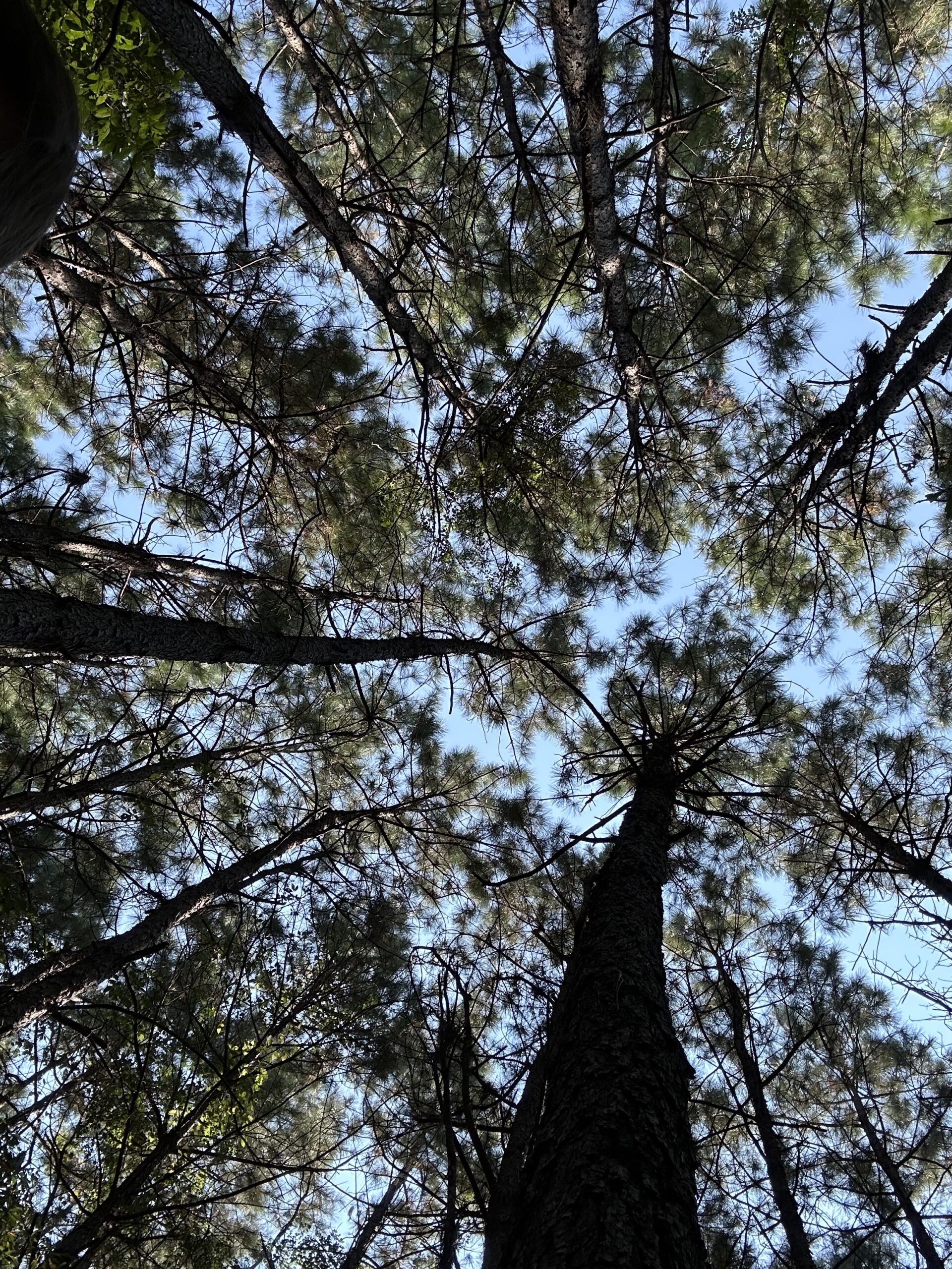East Texas Hunting/Recreational/Timber Tract For Sale
