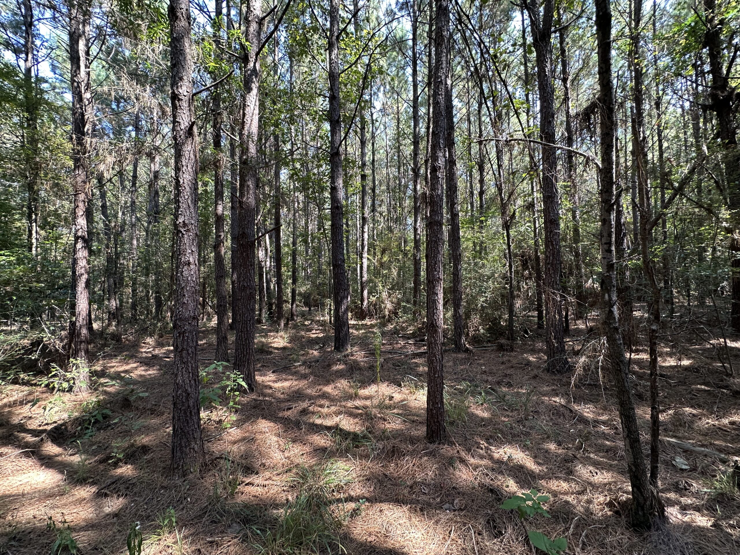 East Texas Hunting/Recreational/Timber Tract For Sale